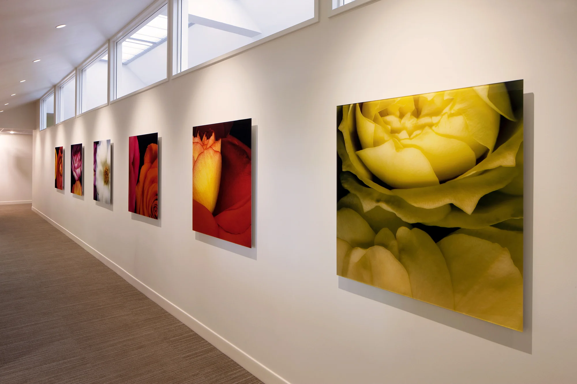 Pasadena-Roses.jpg