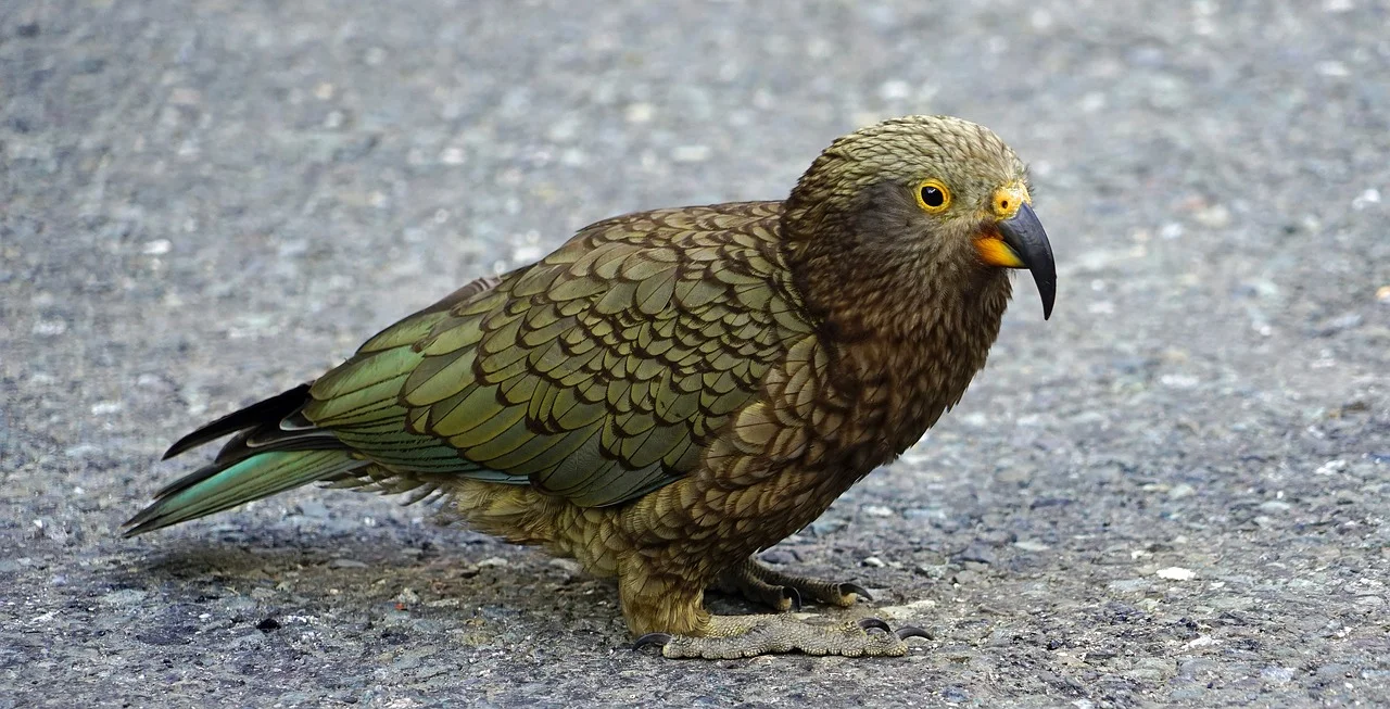 kea-2141343_1280.jpg