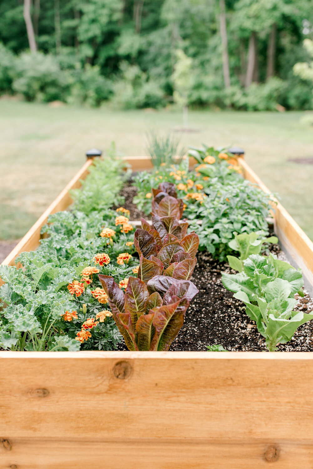 Raised organic veggie garden beds | Gardening in Michigan | Herb and Vegetable Garden