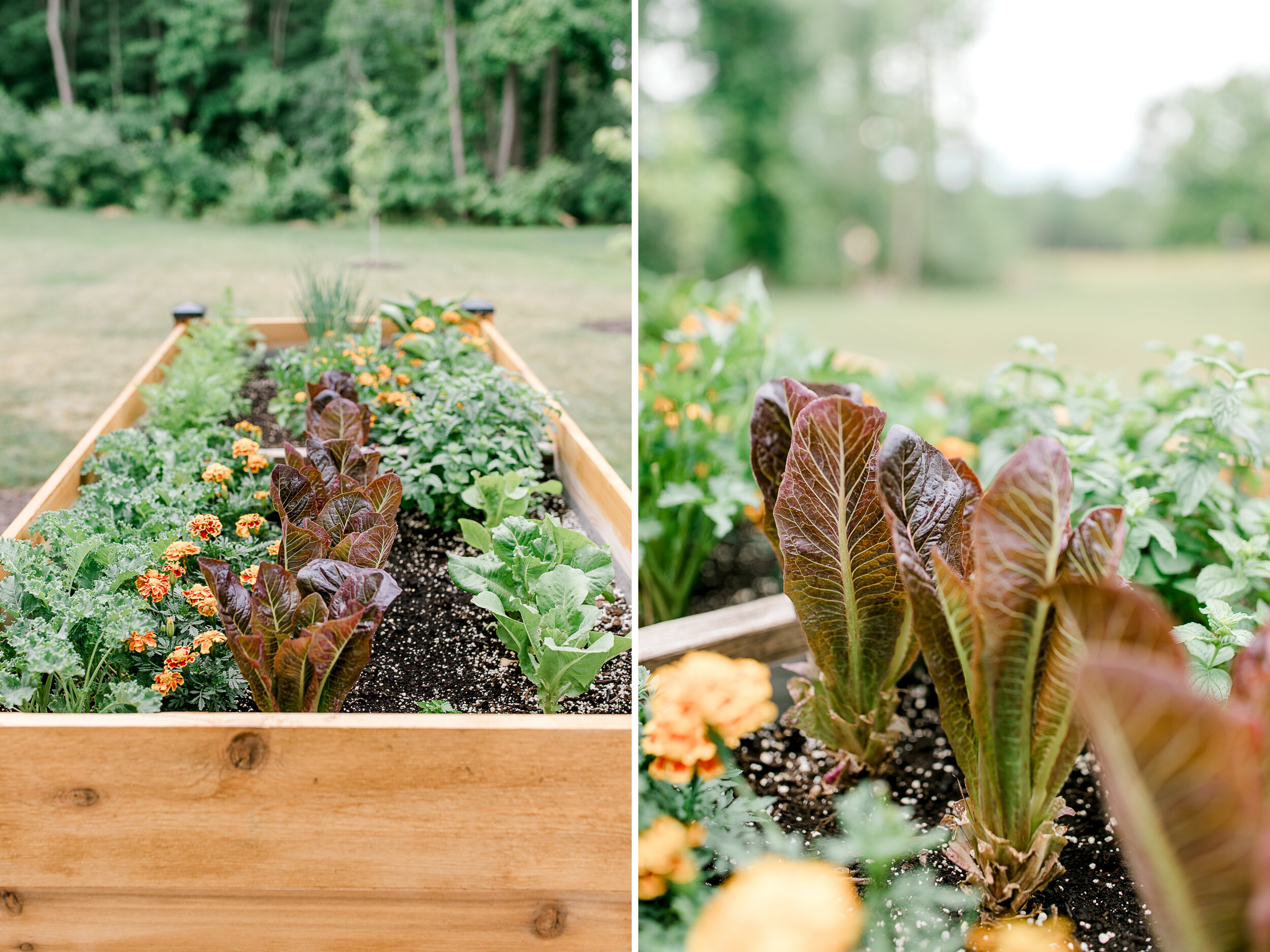 Raised organic veggie garden beds | Gardening in Michigan | Herb and Vegetable Garden
