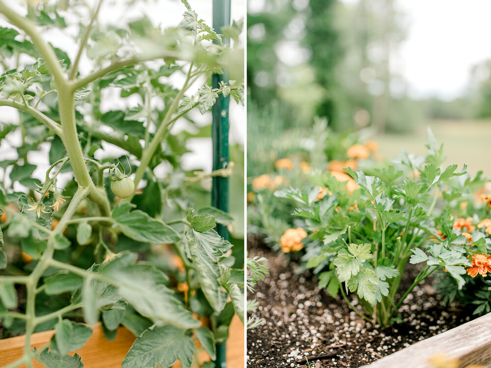 Raised organic veggie garden beds | Gardening in Michigan | Herb and Vegetable Garden