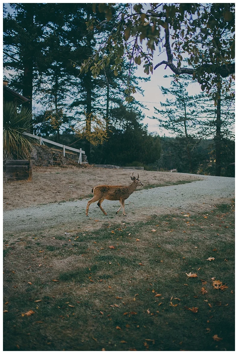 langley wedding photographer