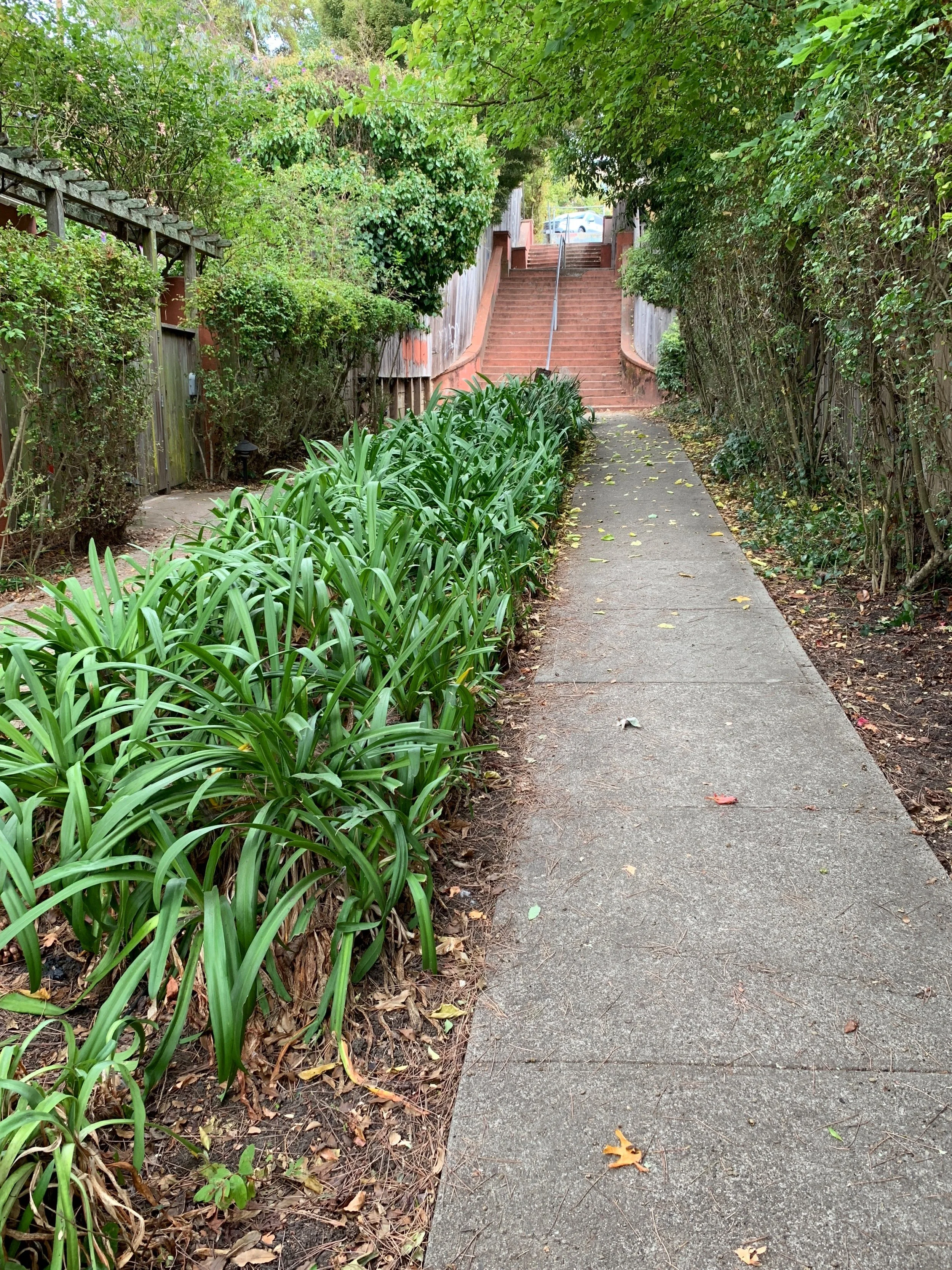 Ardmore Path - IMG_1698.jpeg