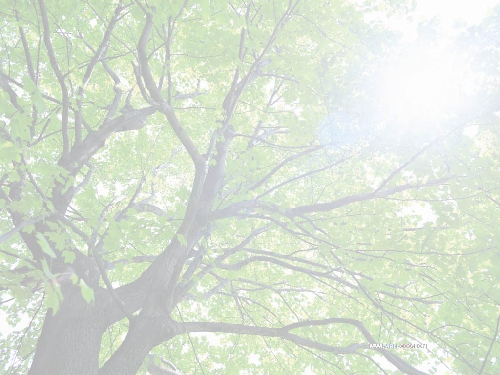 Tree light web.jpg