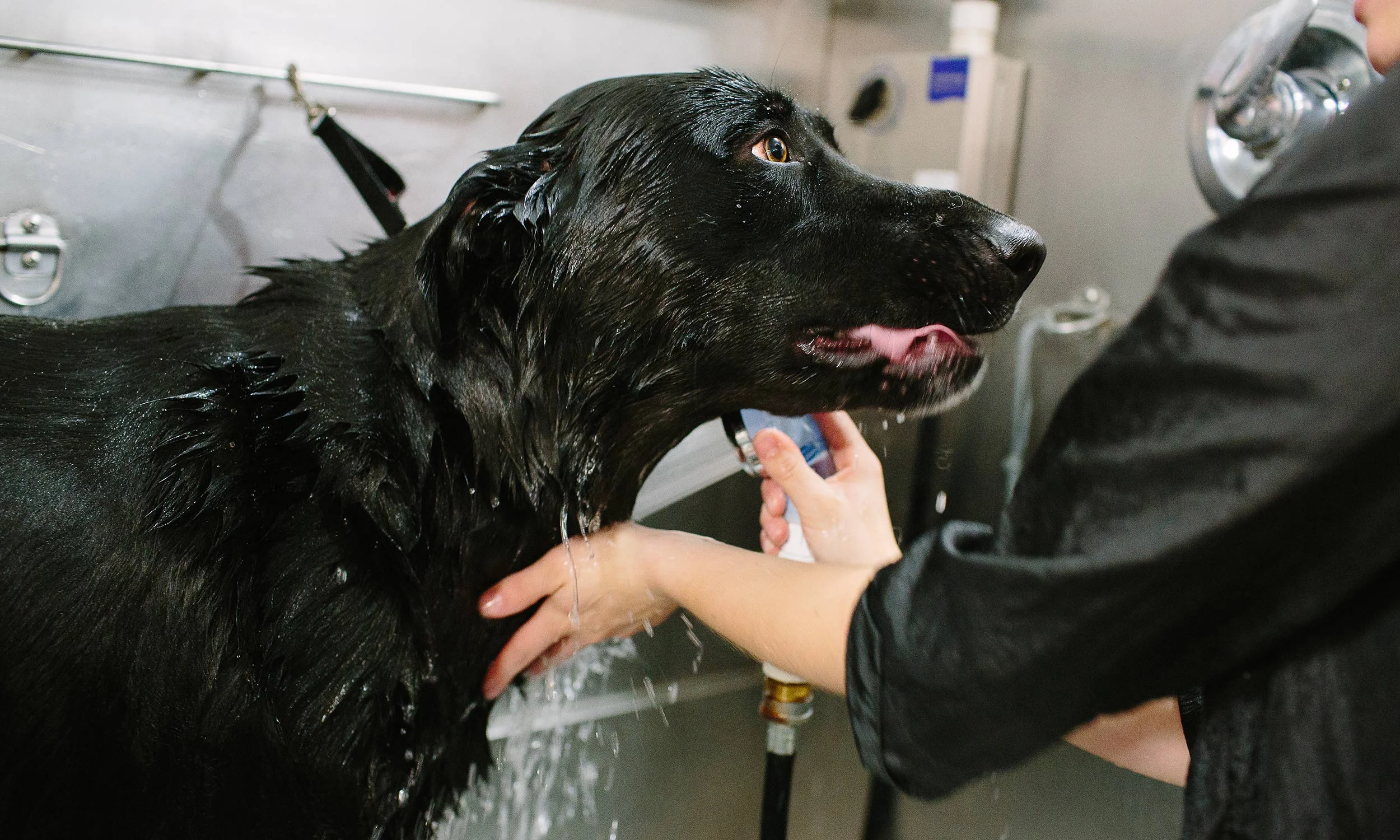 blackdog.jpg