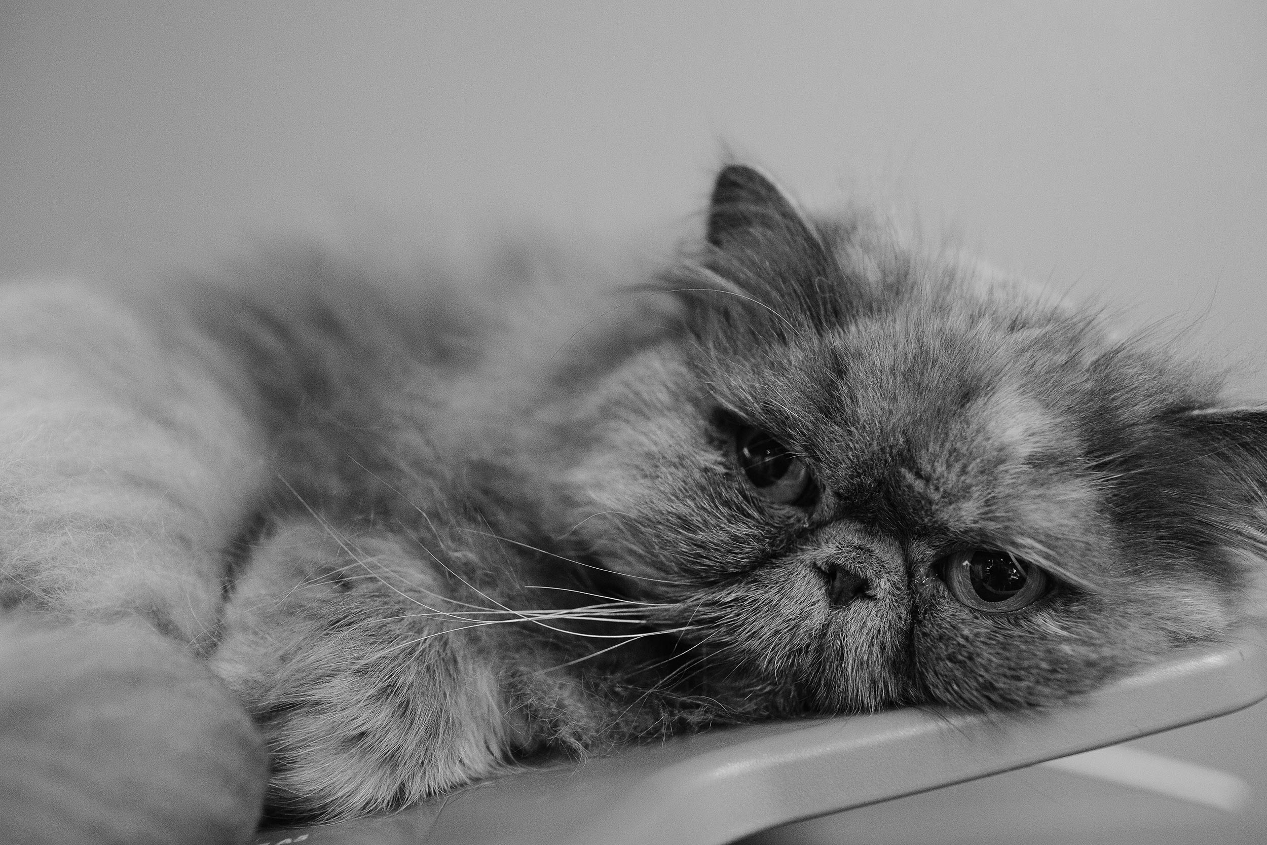 Copy-of-JLW-Photography-1.png