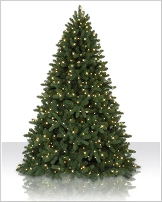 Alberta Spruce.jpg