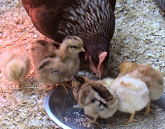Poultry raising