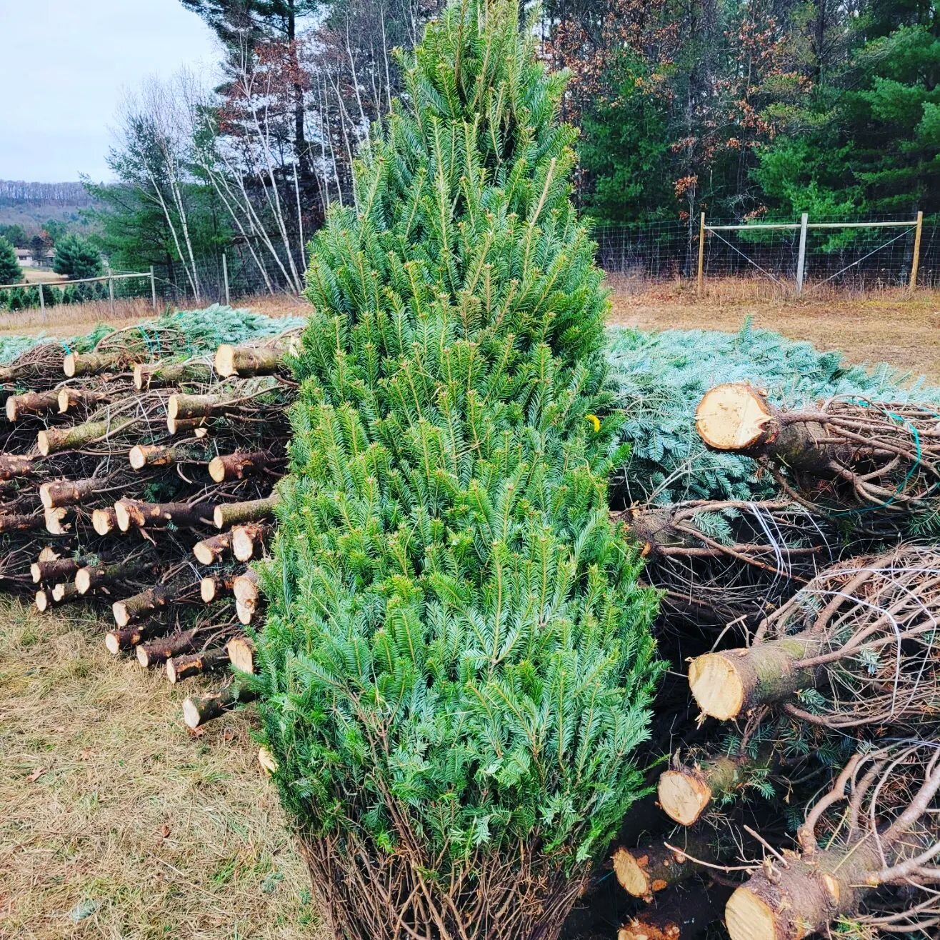 On our way to pickup our fresh cut Christmas trees. We'll be ready to start selling on Saturday, November 19, 2022