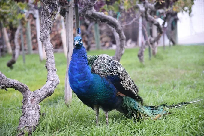 Kelsey See Canyon Vineyards