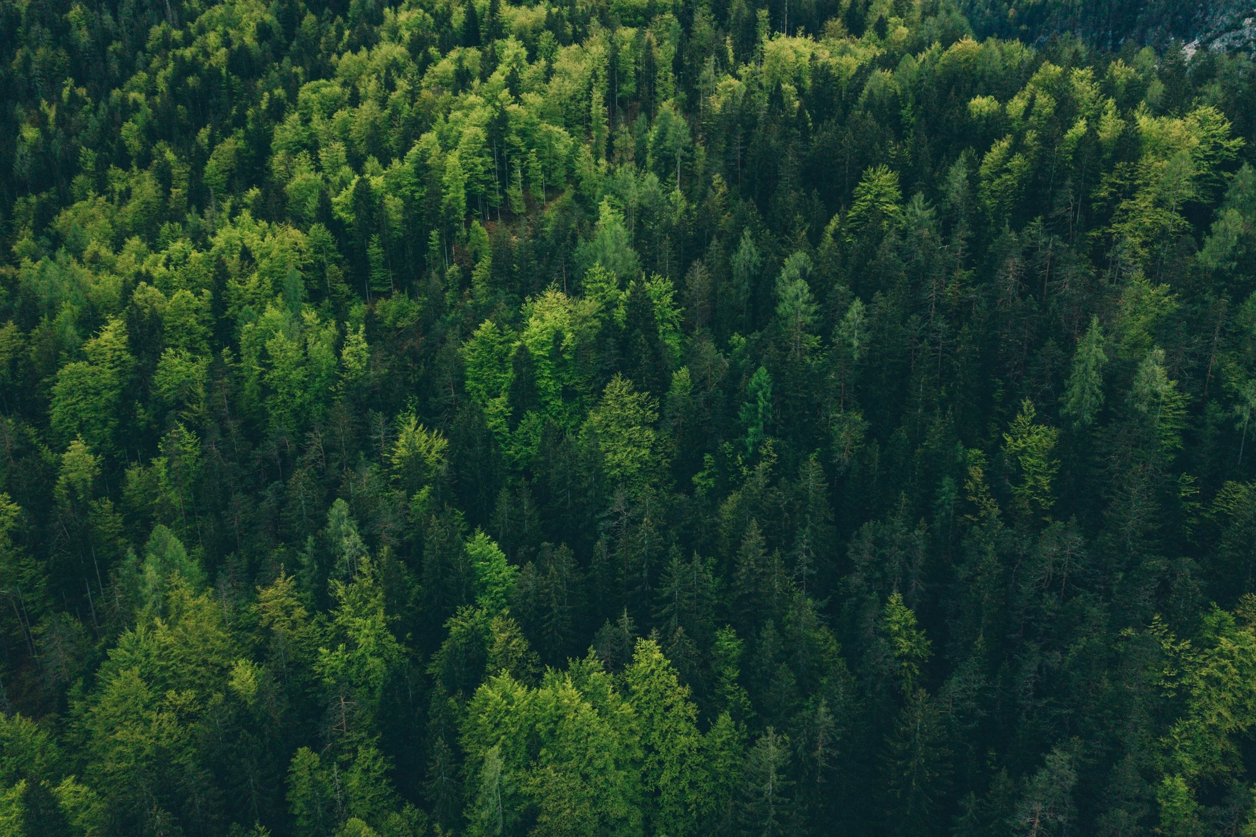 adam-vradenburg-_gu7E90QChU-unsplash.jpg