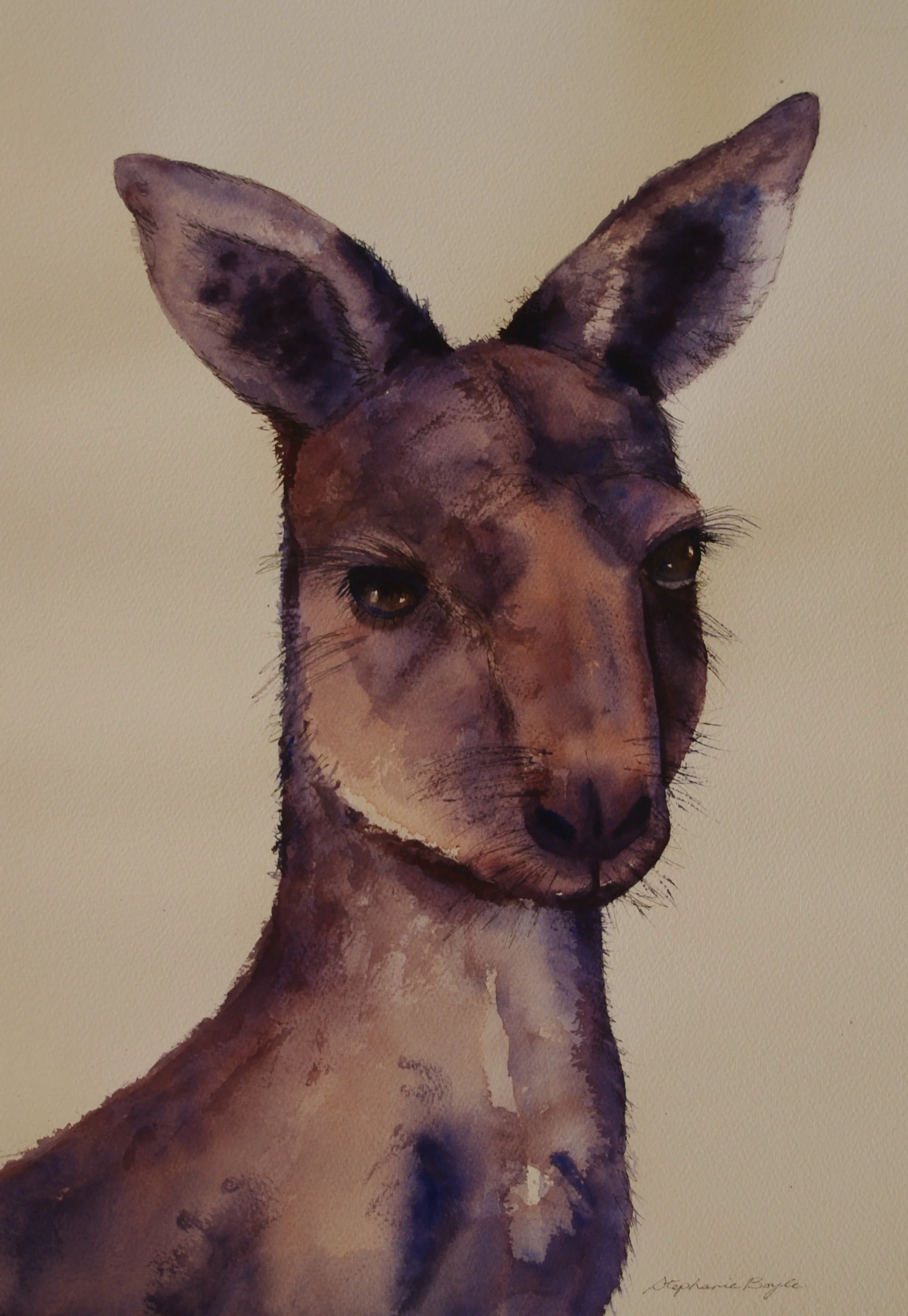 Kangaroo 36cm x 53 cm Original Watercolour Unframed $250