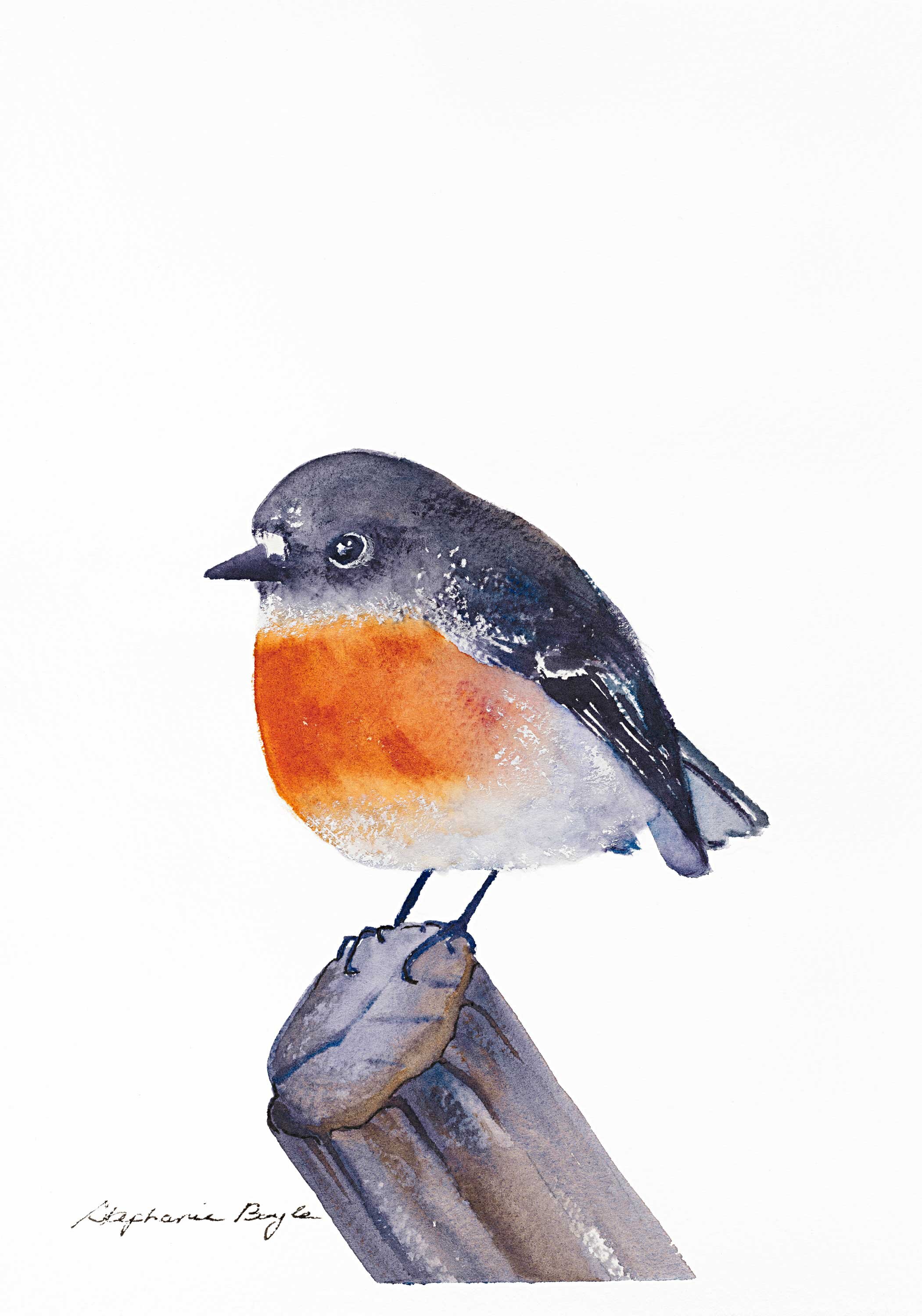 Robin_Lres_WebOpt_sRGB.jpg