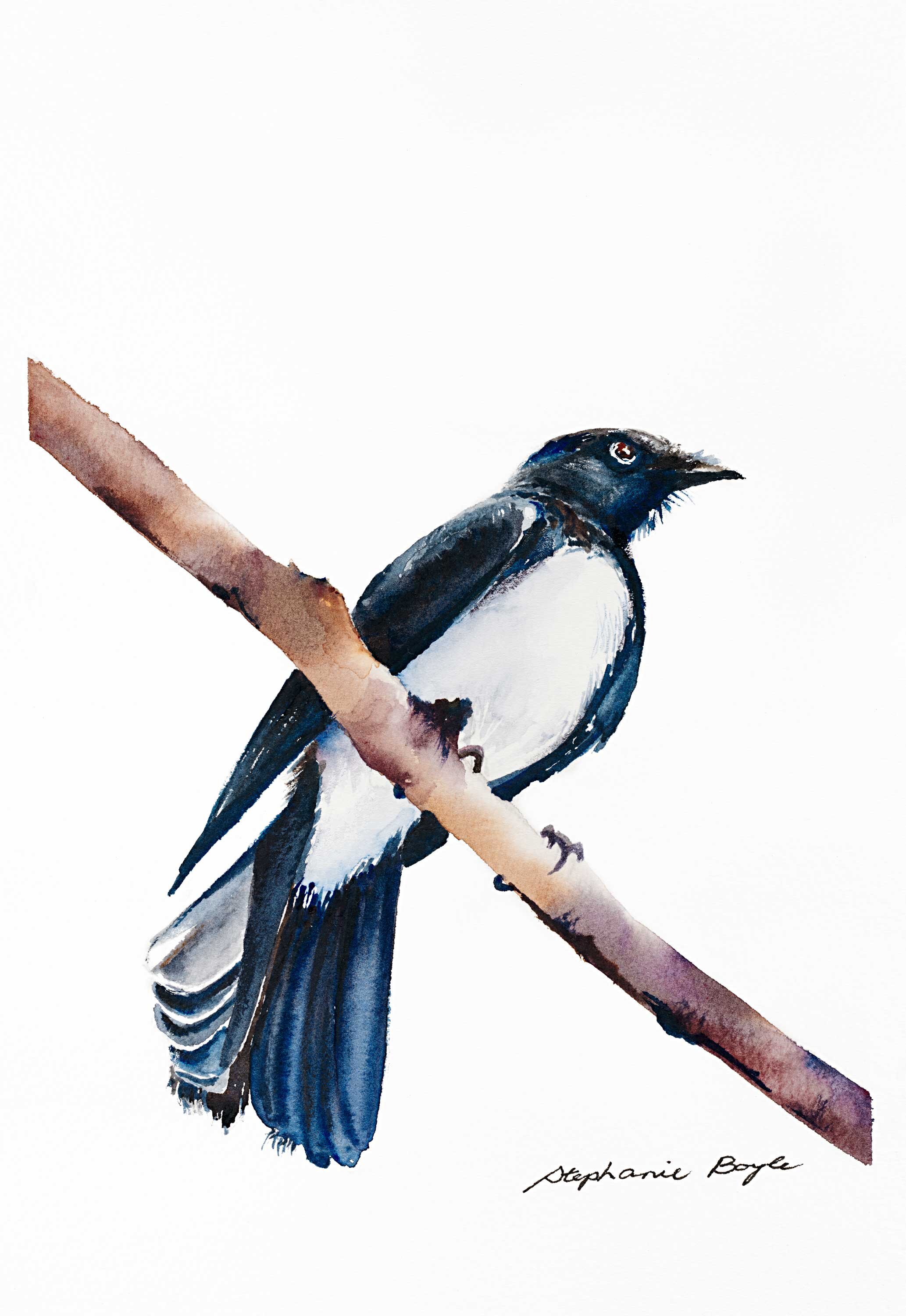 Willy-Wagtail_Lres_WebOpt_sRGB.jpg