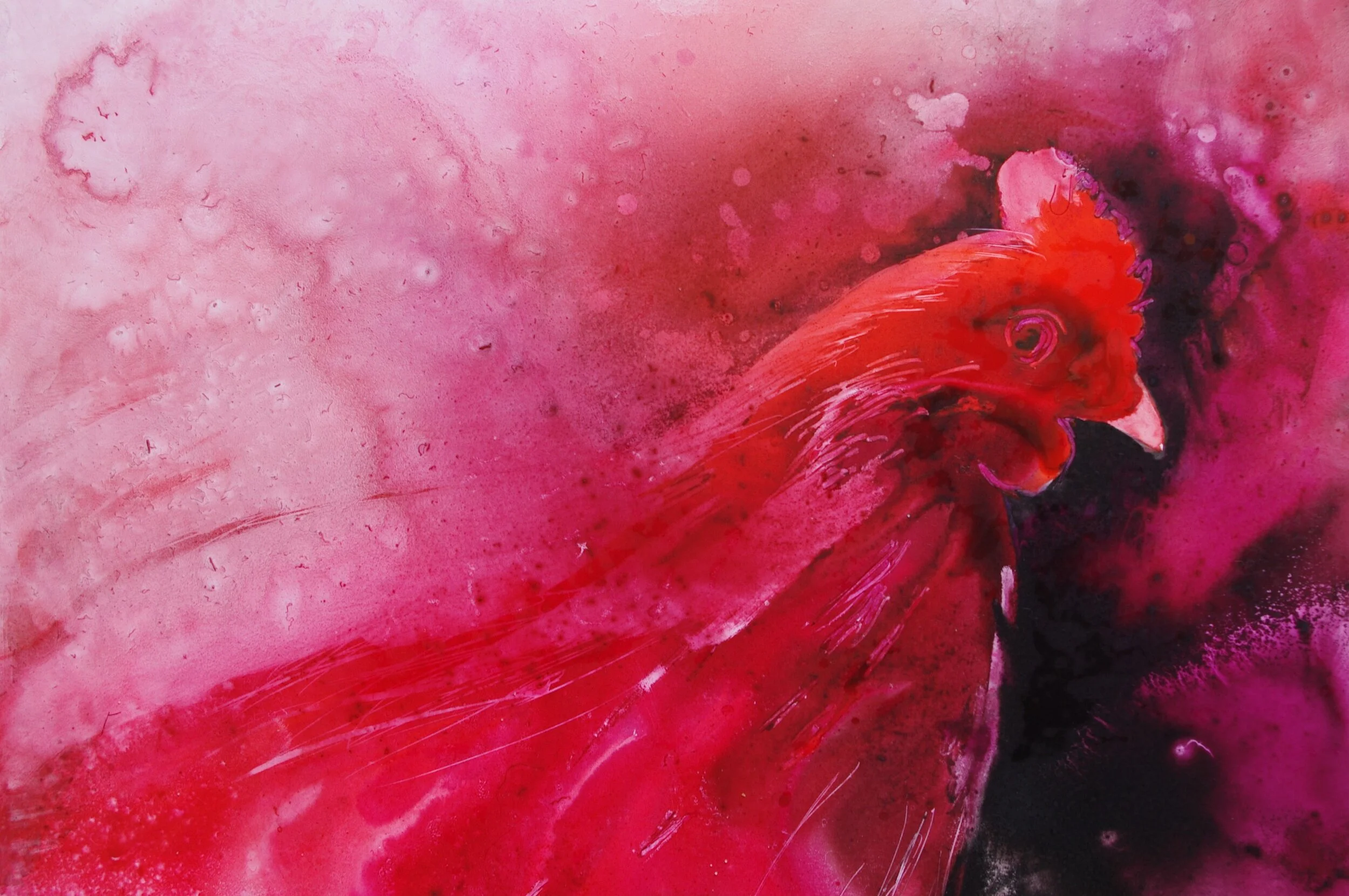 Chook Chook S T E P H A N I E B O Y L E