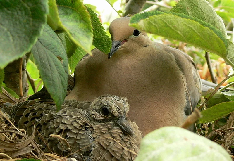 800px-Zenaida_macroura_4.jpg