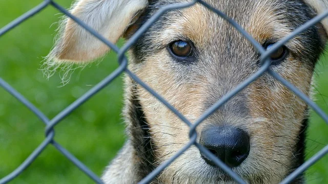 dog.jpg
