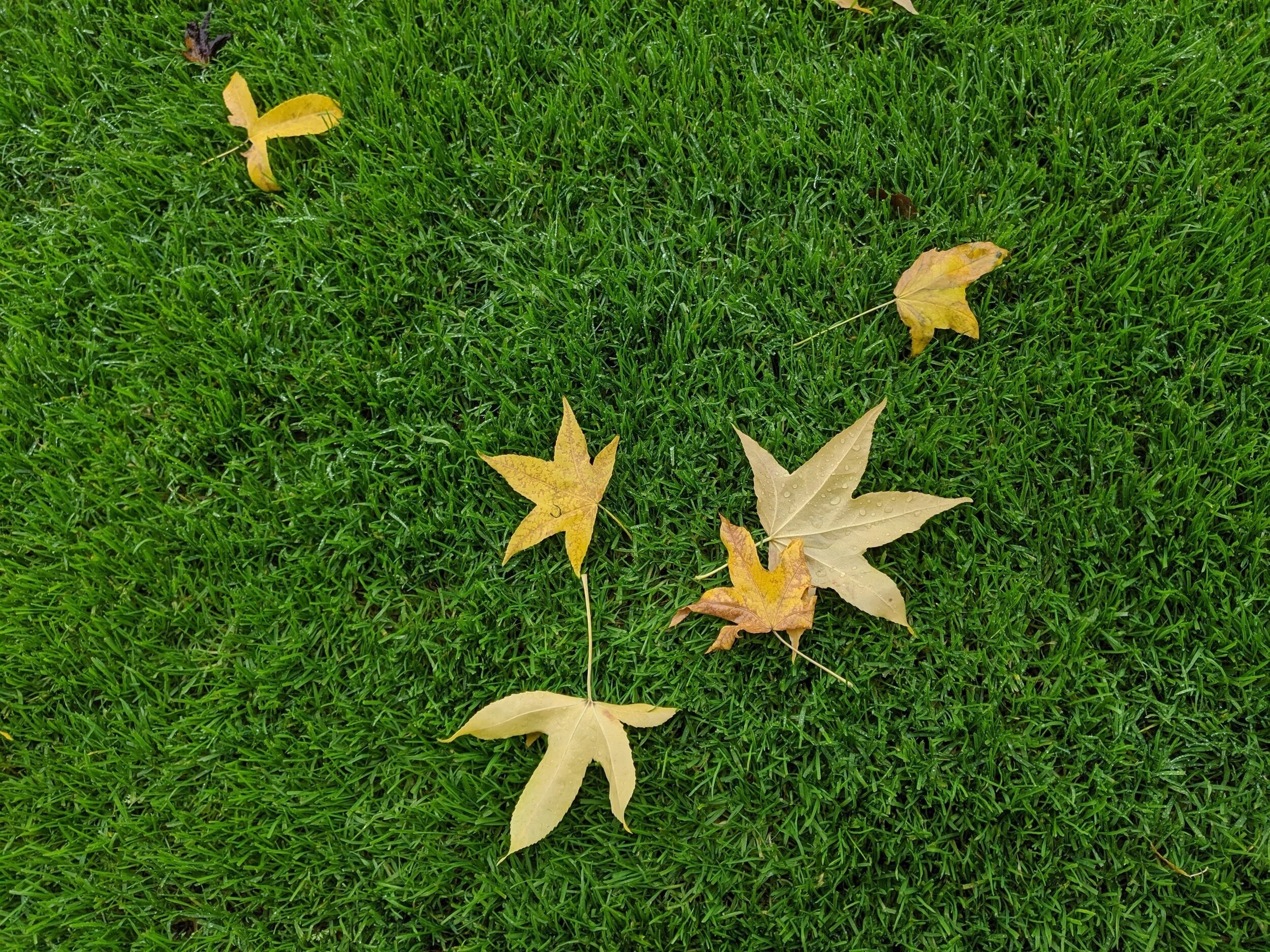 Leaves+Seattle.jpg