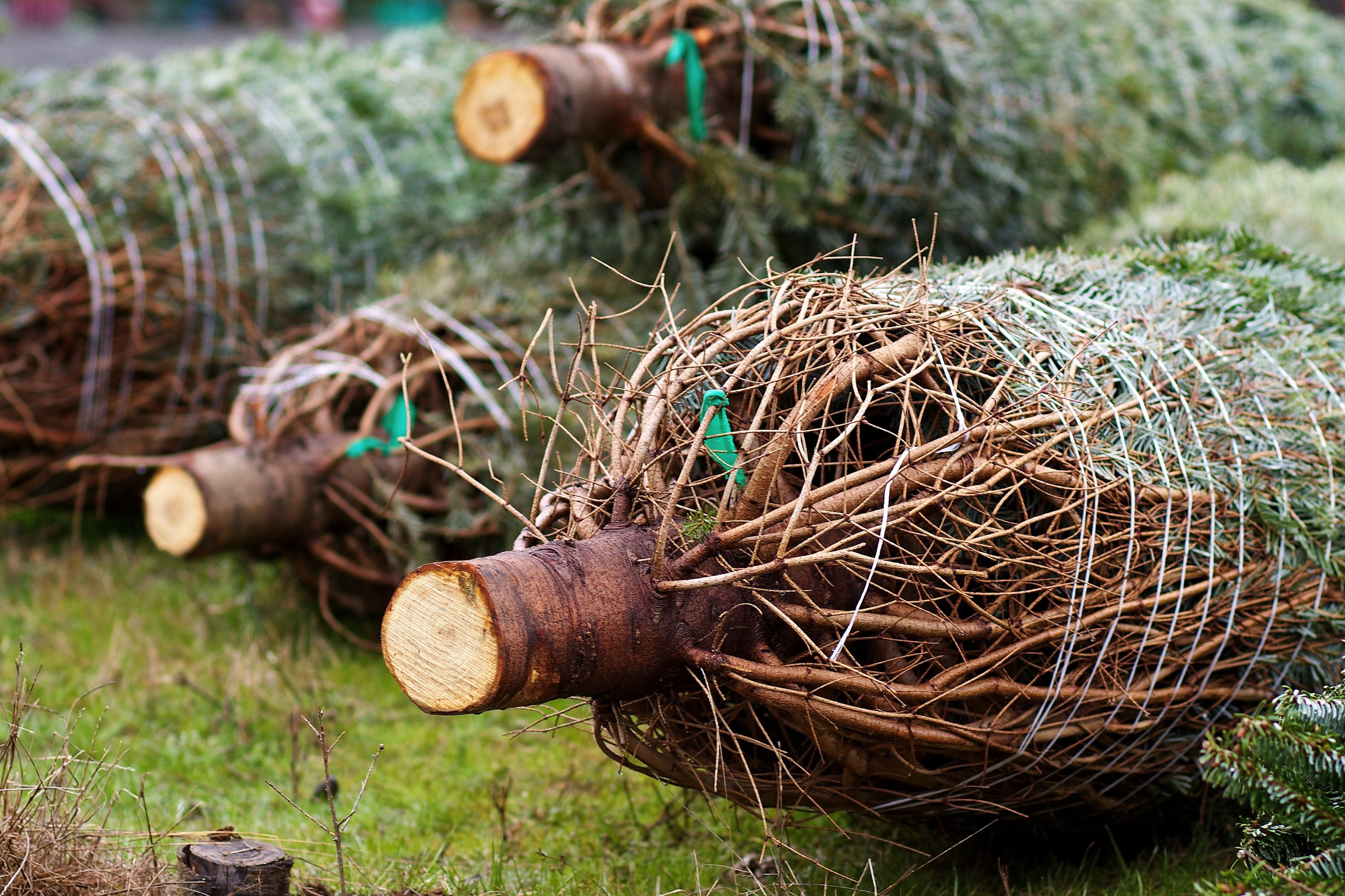 tree-grass-wood-trunk-brown-agriculture-1244347-pxhere.com.jpg