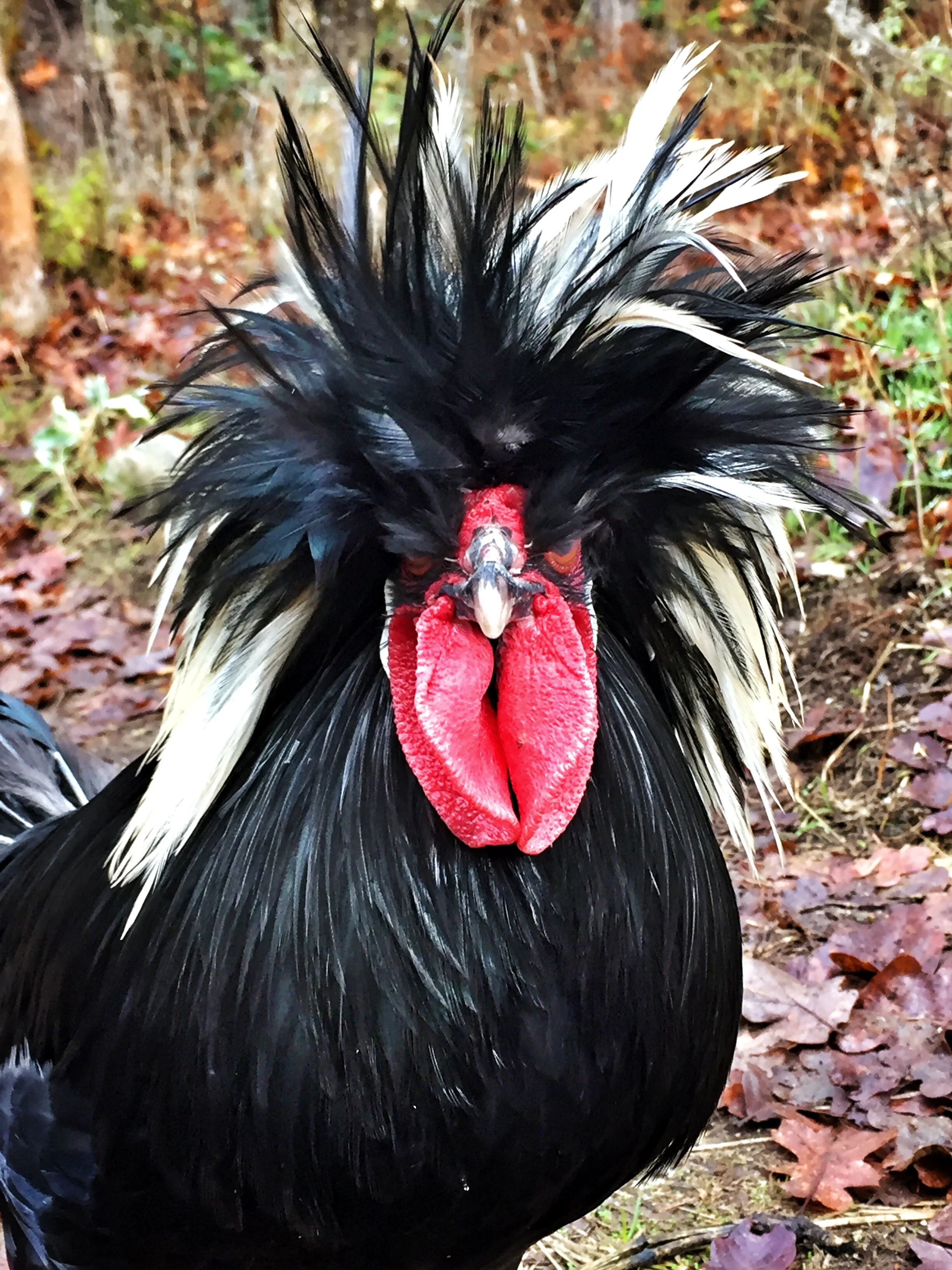 How Elvis The Chicken Won Me Over