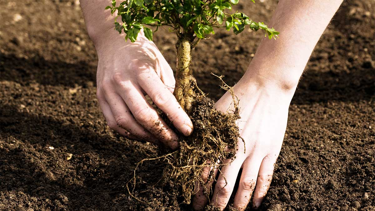 WITH THE 'LOVE TREES' PROJECT YOU'LL NOT ONLY HELP SAVE TREES, YOU ...