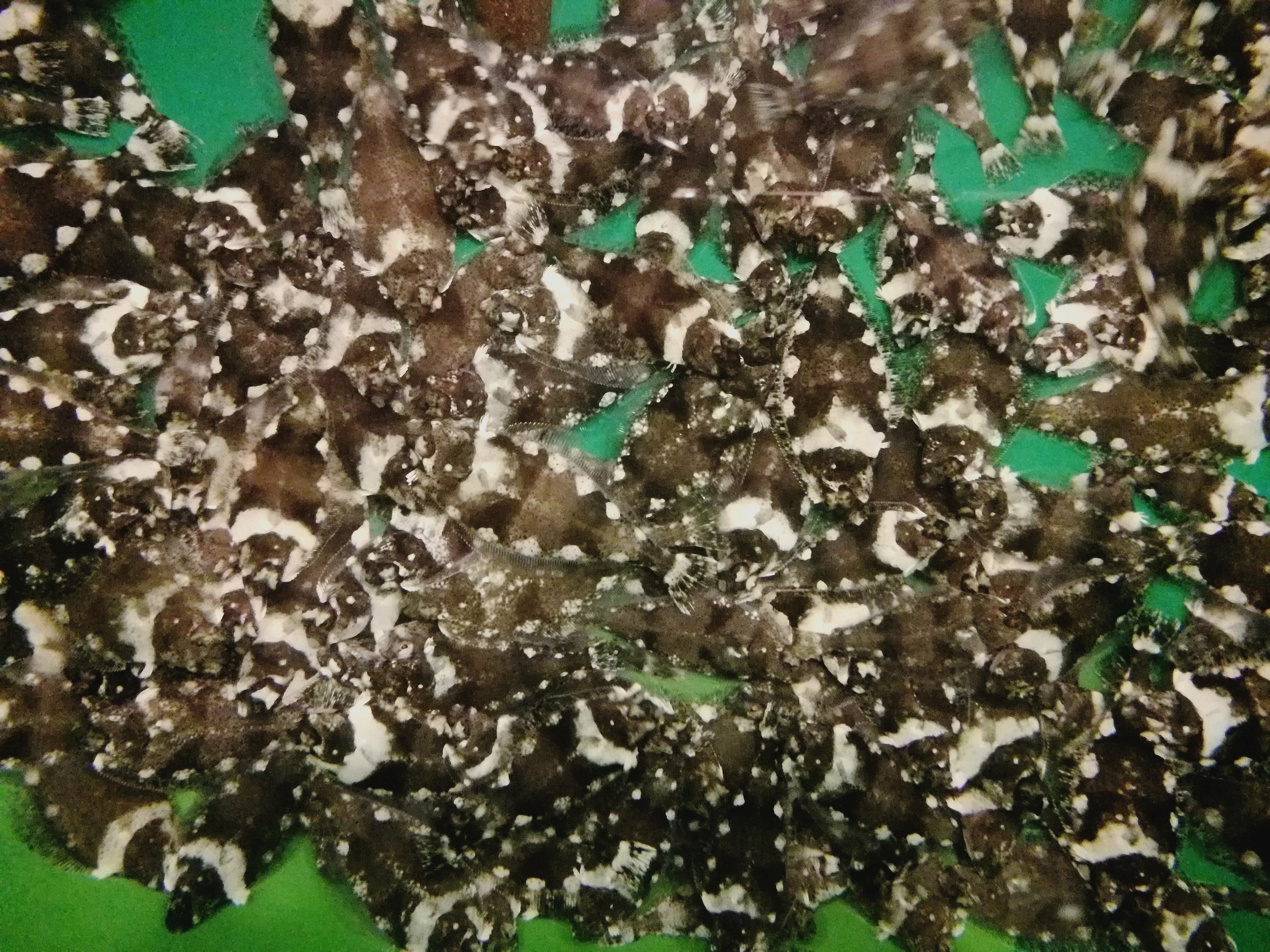 Halibut Hatchery — Otter Ferry Seafish Ltd