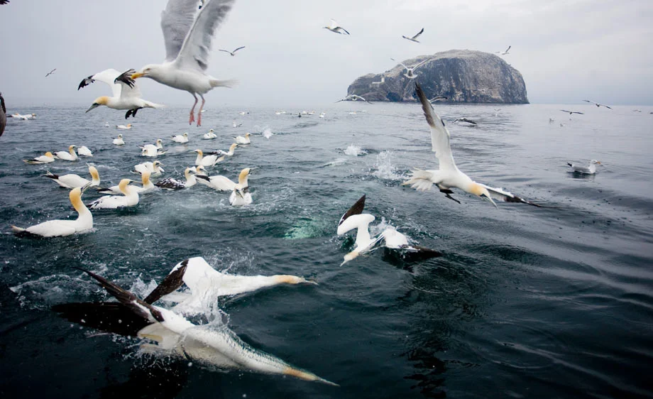 Bass Rock Gannets 