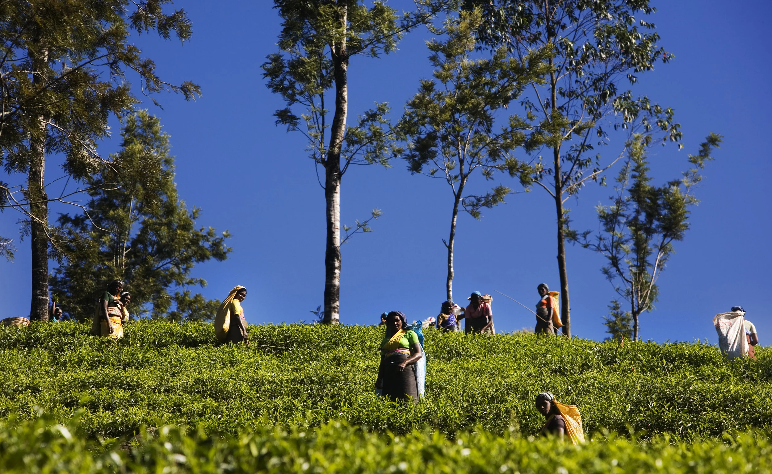 Tea Estate Workers 