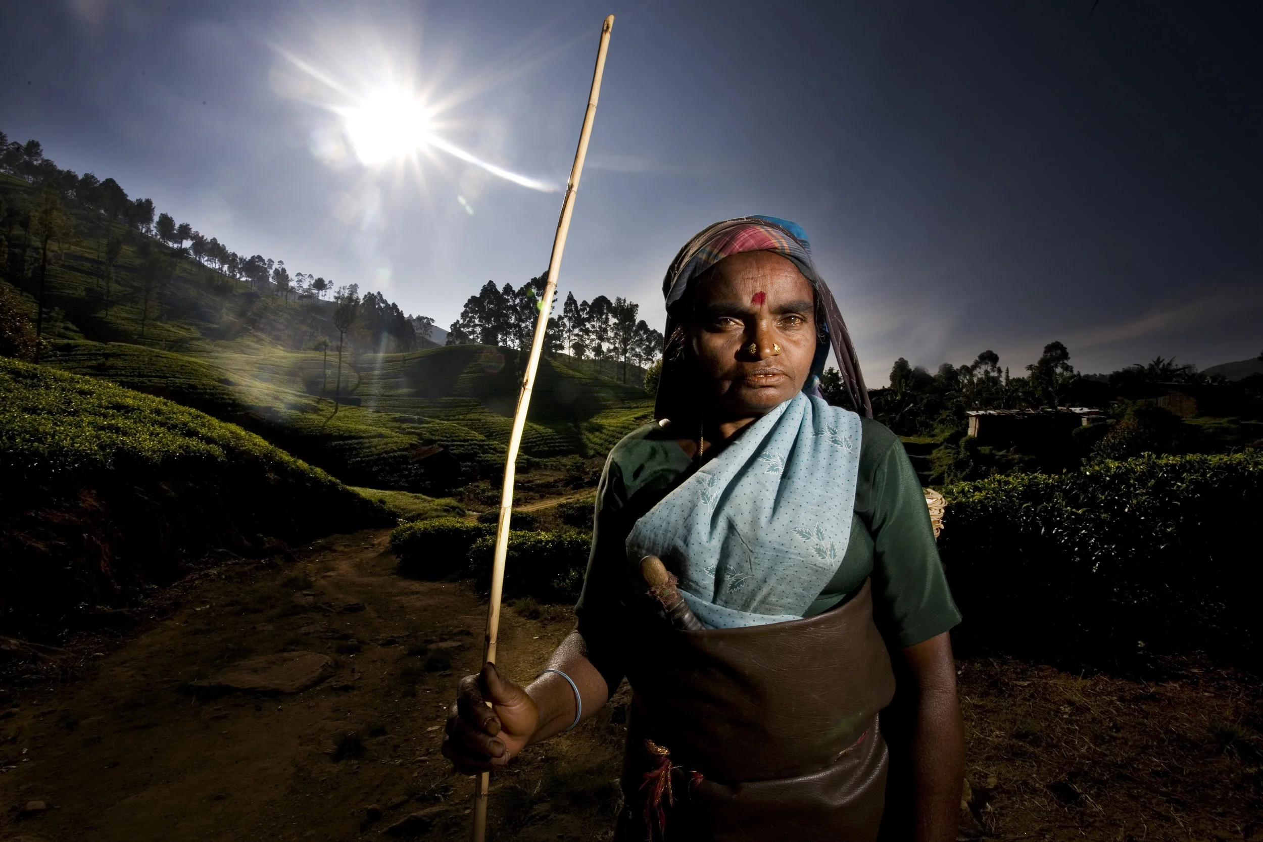Tea Estate Worker