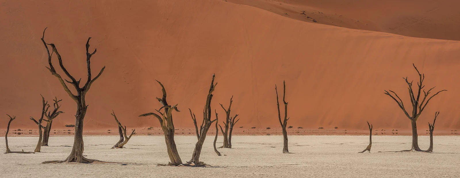 Deadvlei trees