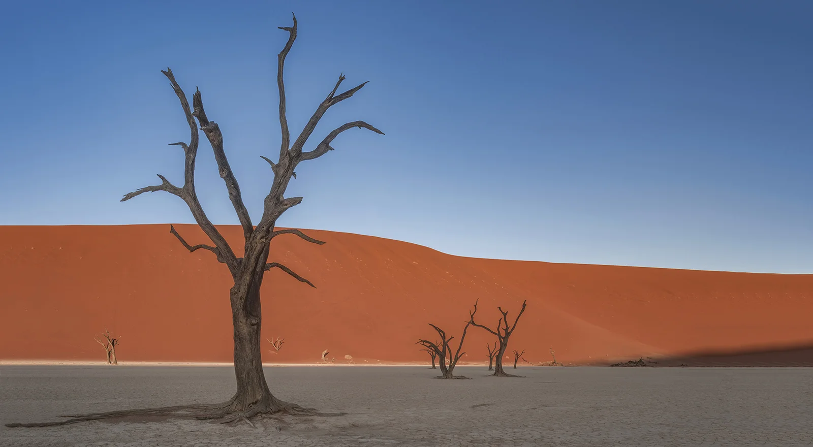 Deadtree