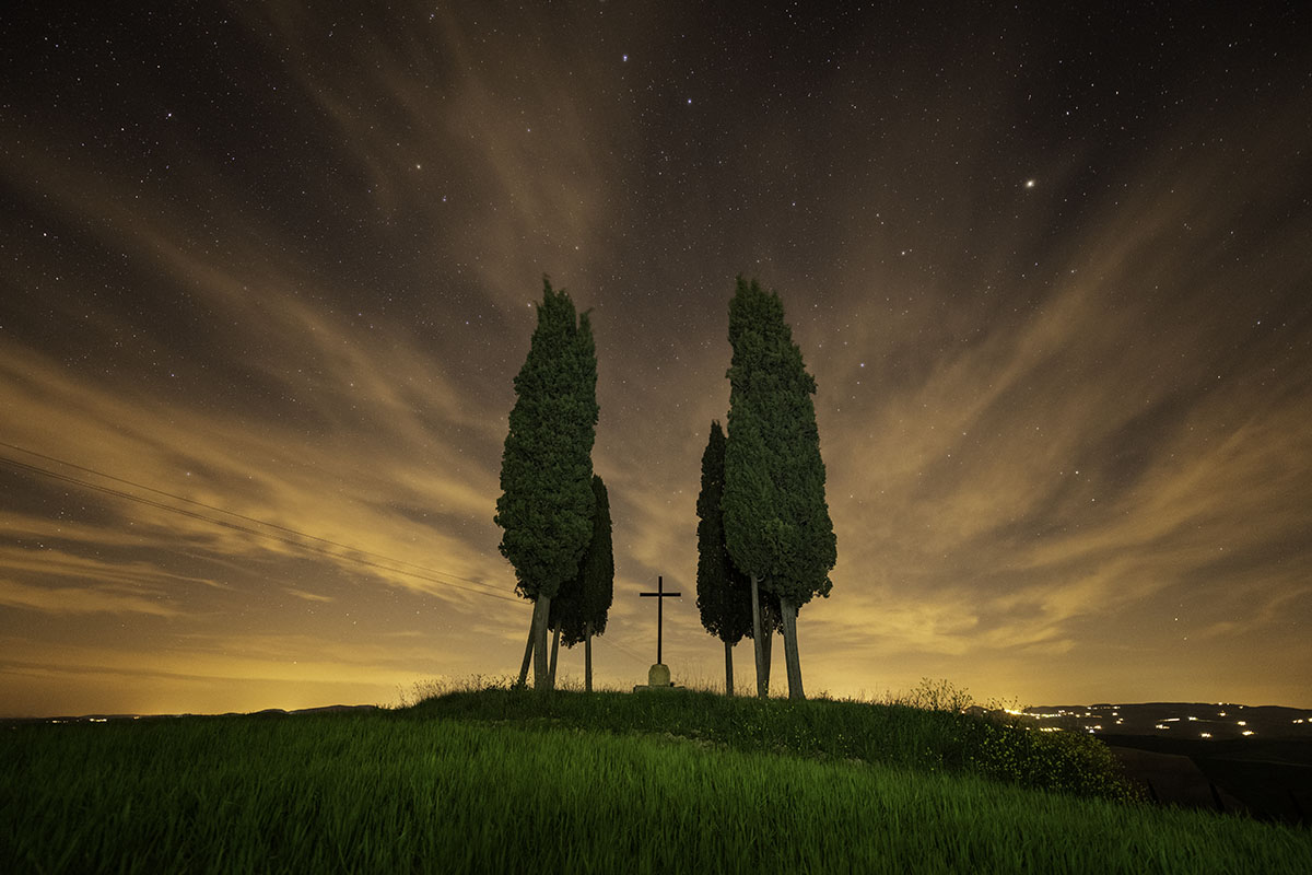 Cypress tree