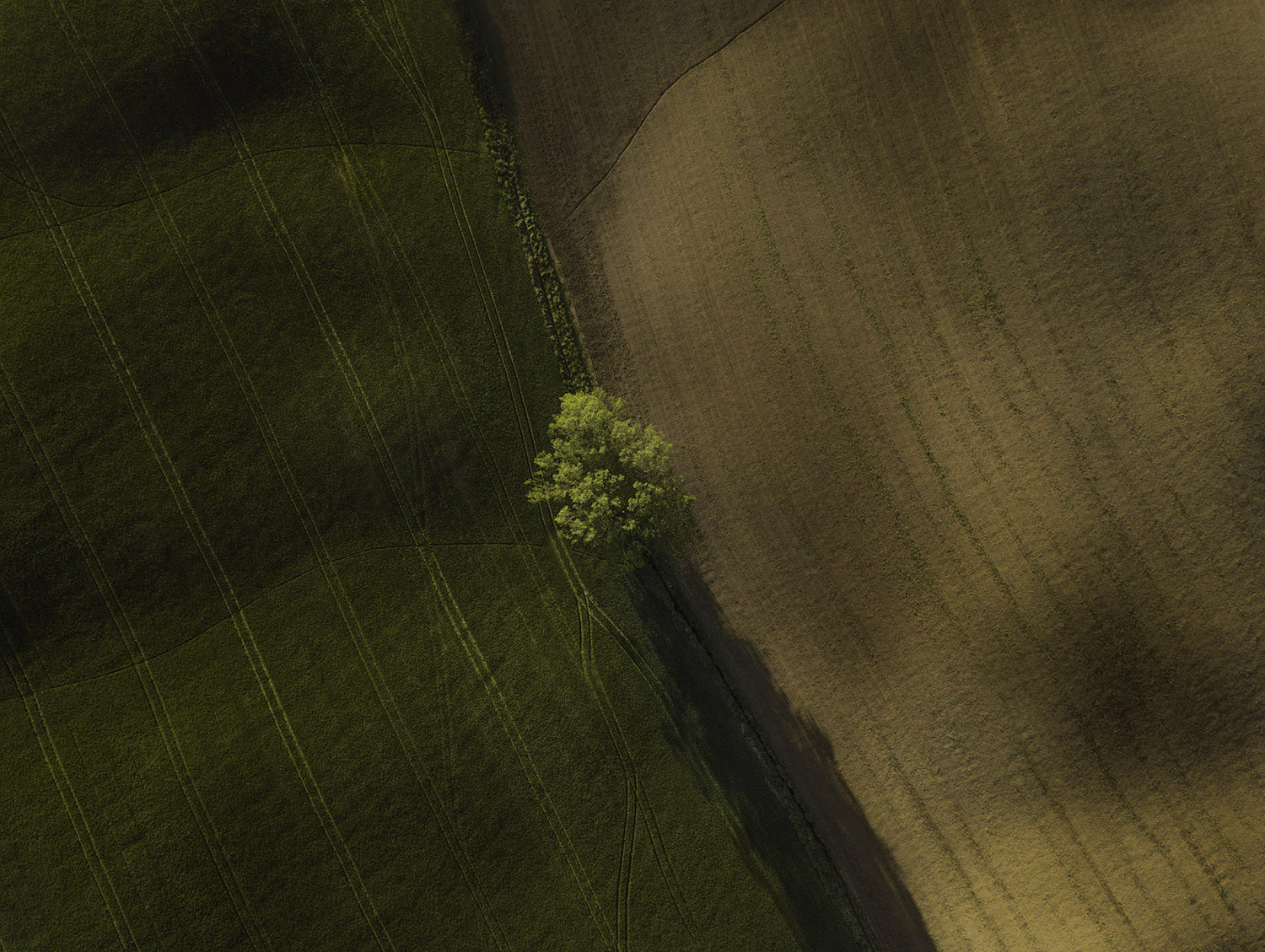 Lonely tree