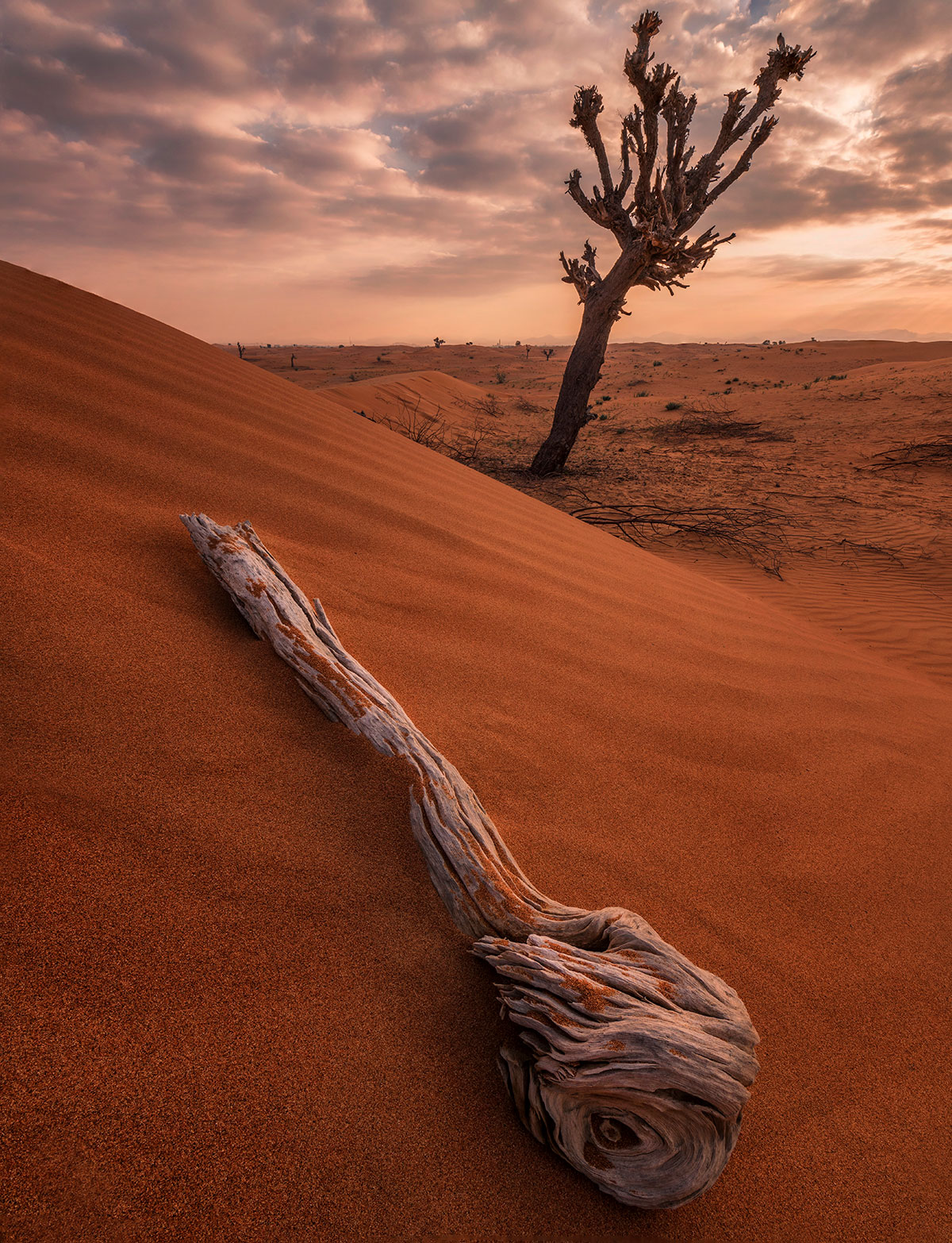 The desert of Sharjah 