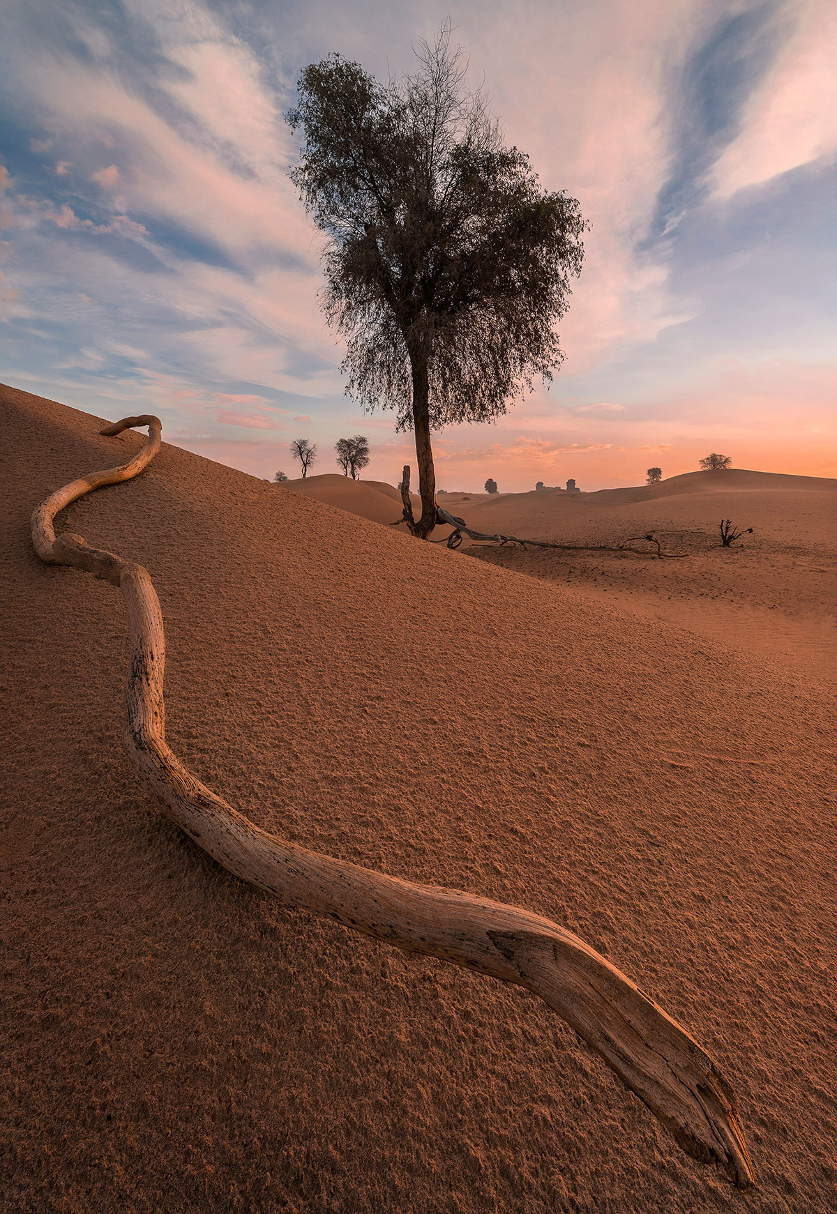 Tree at the Dubai desert