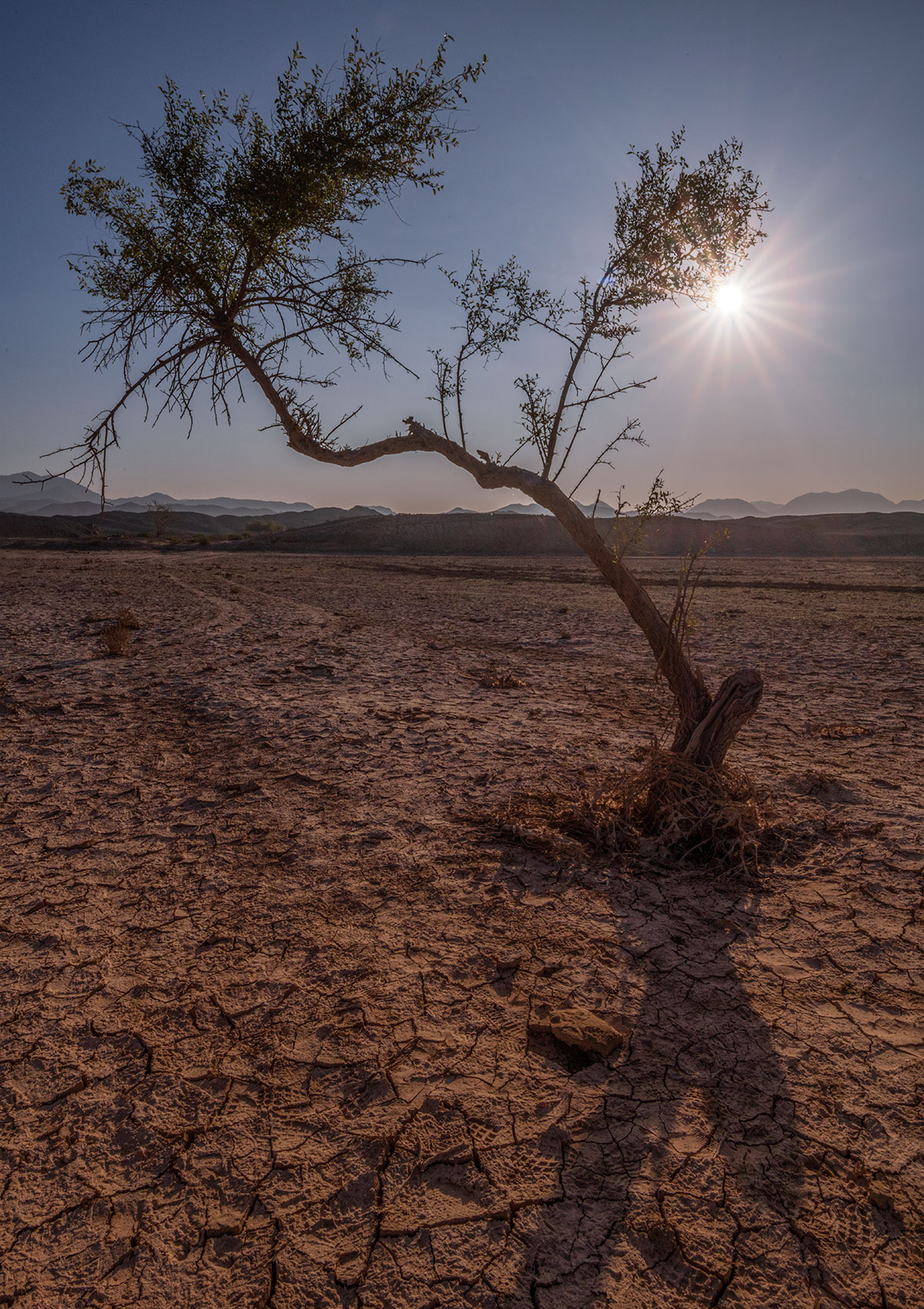 Desert tree in Sharjah