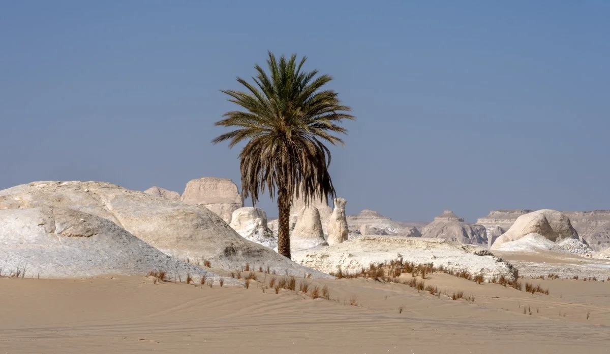 A lone palm stands among sculpted chalk formations and golden sand in Egypt’s White Desert, captured through Dany Eid’s landscape photography