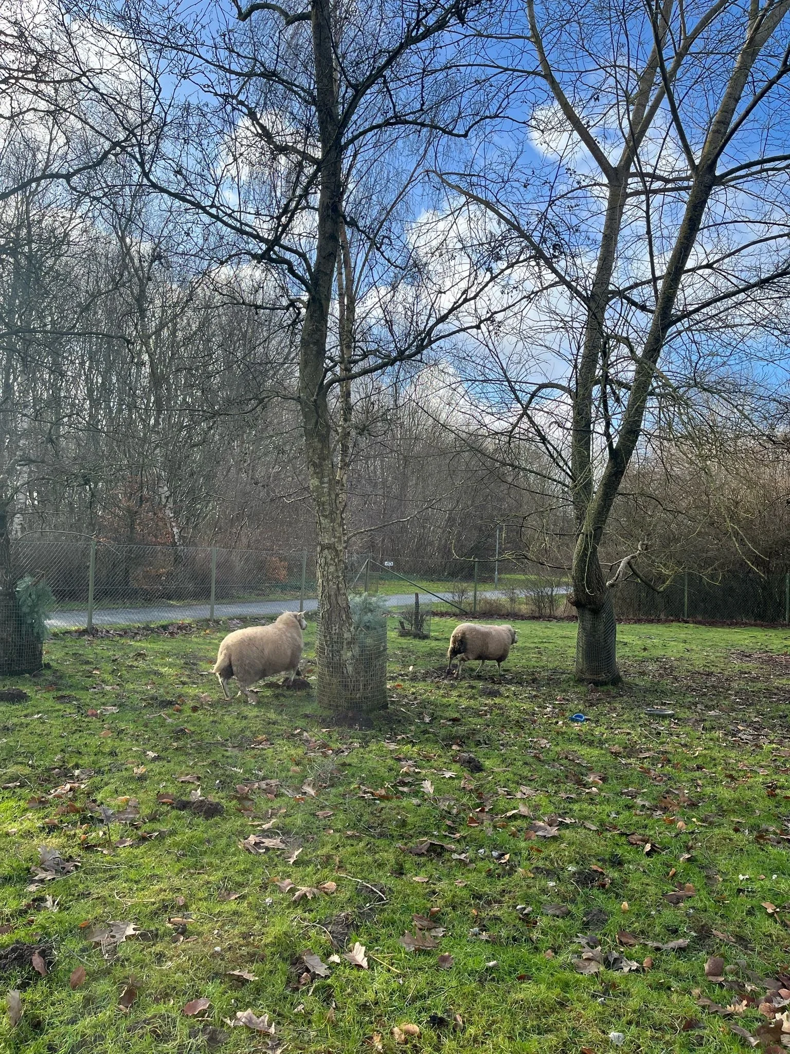 Outdoor Pedagogy in Denmark