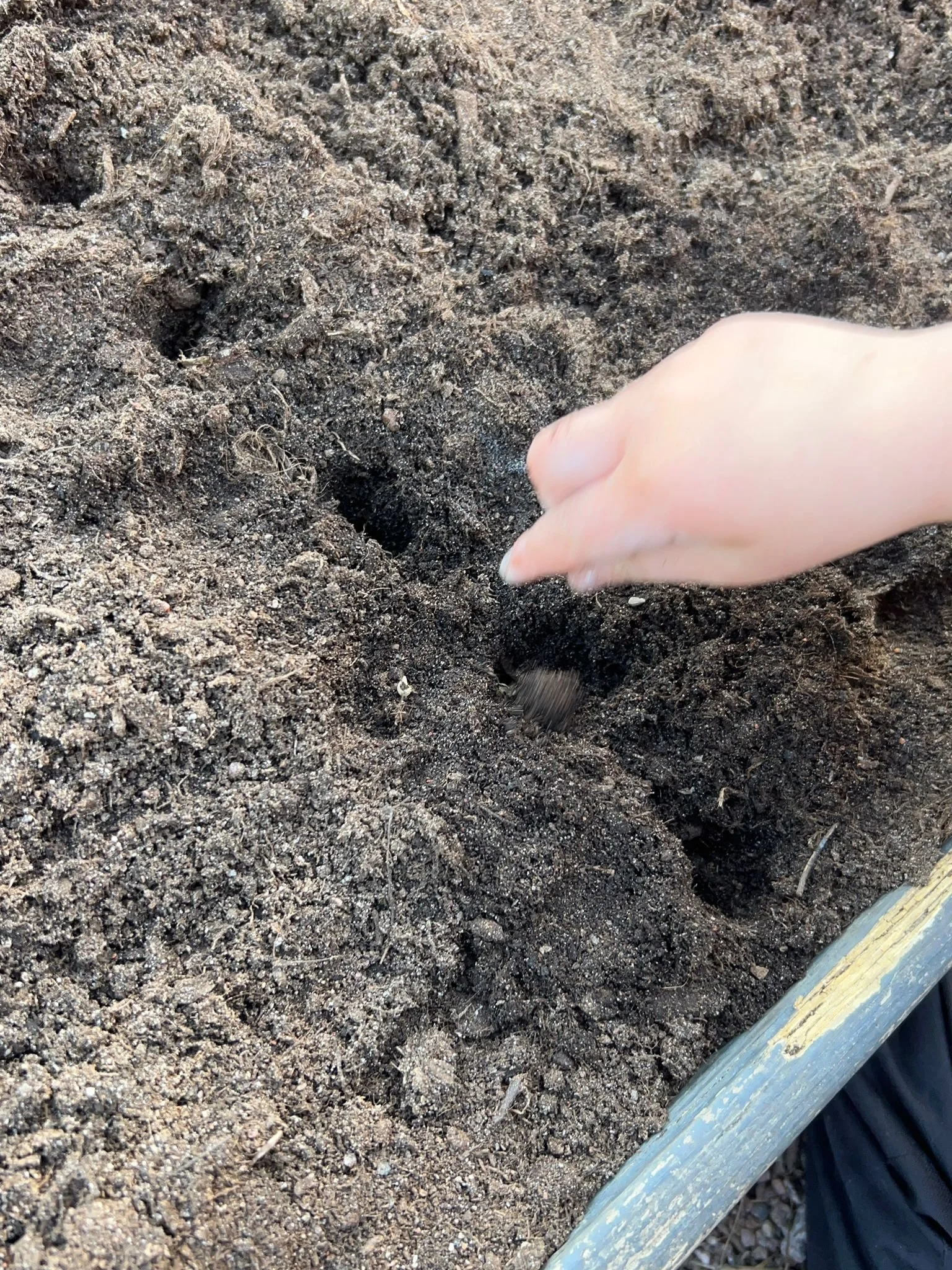 Garden blog seed planting.jpg