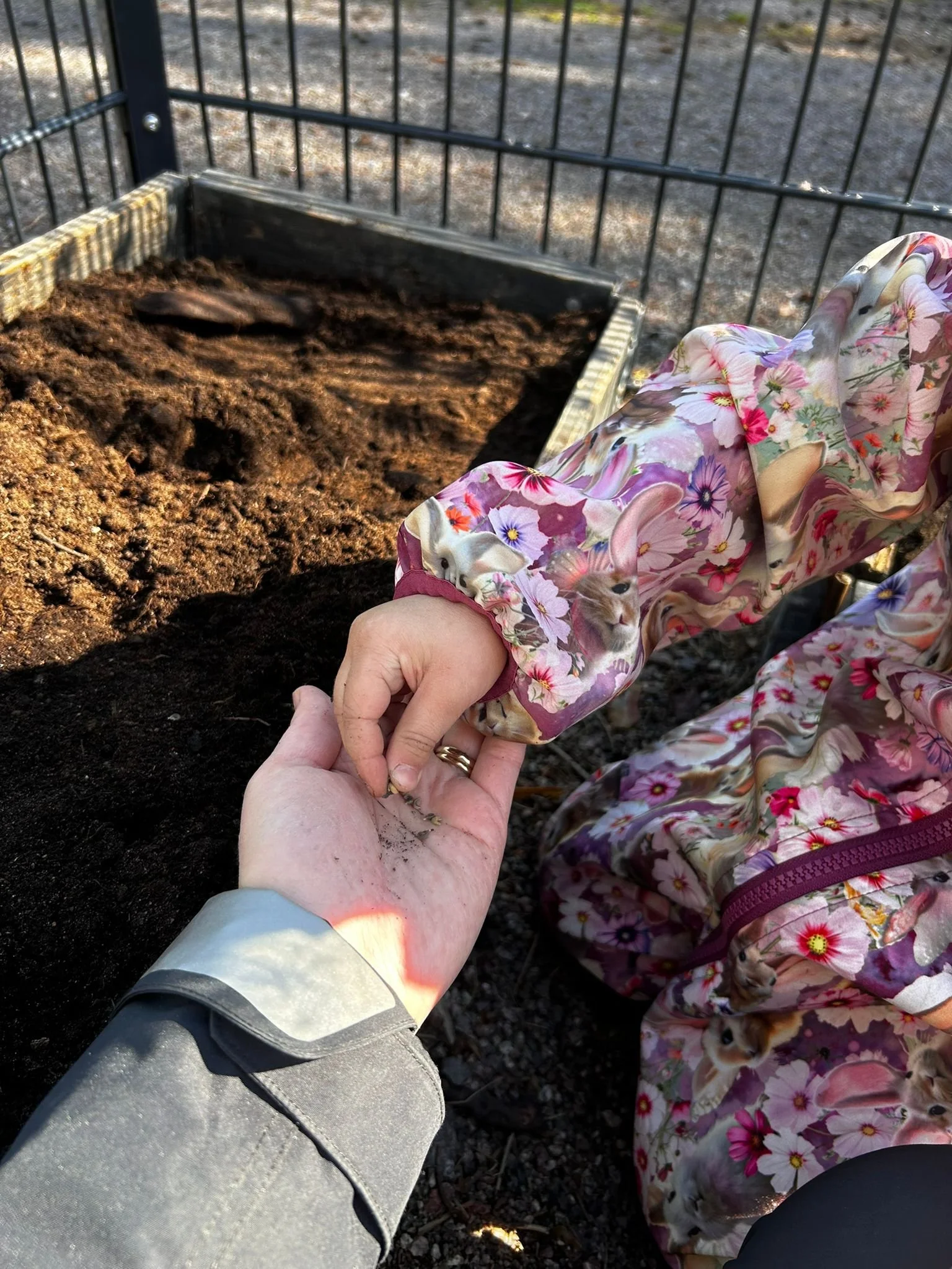 Garden blog taking seeds 3.jpg