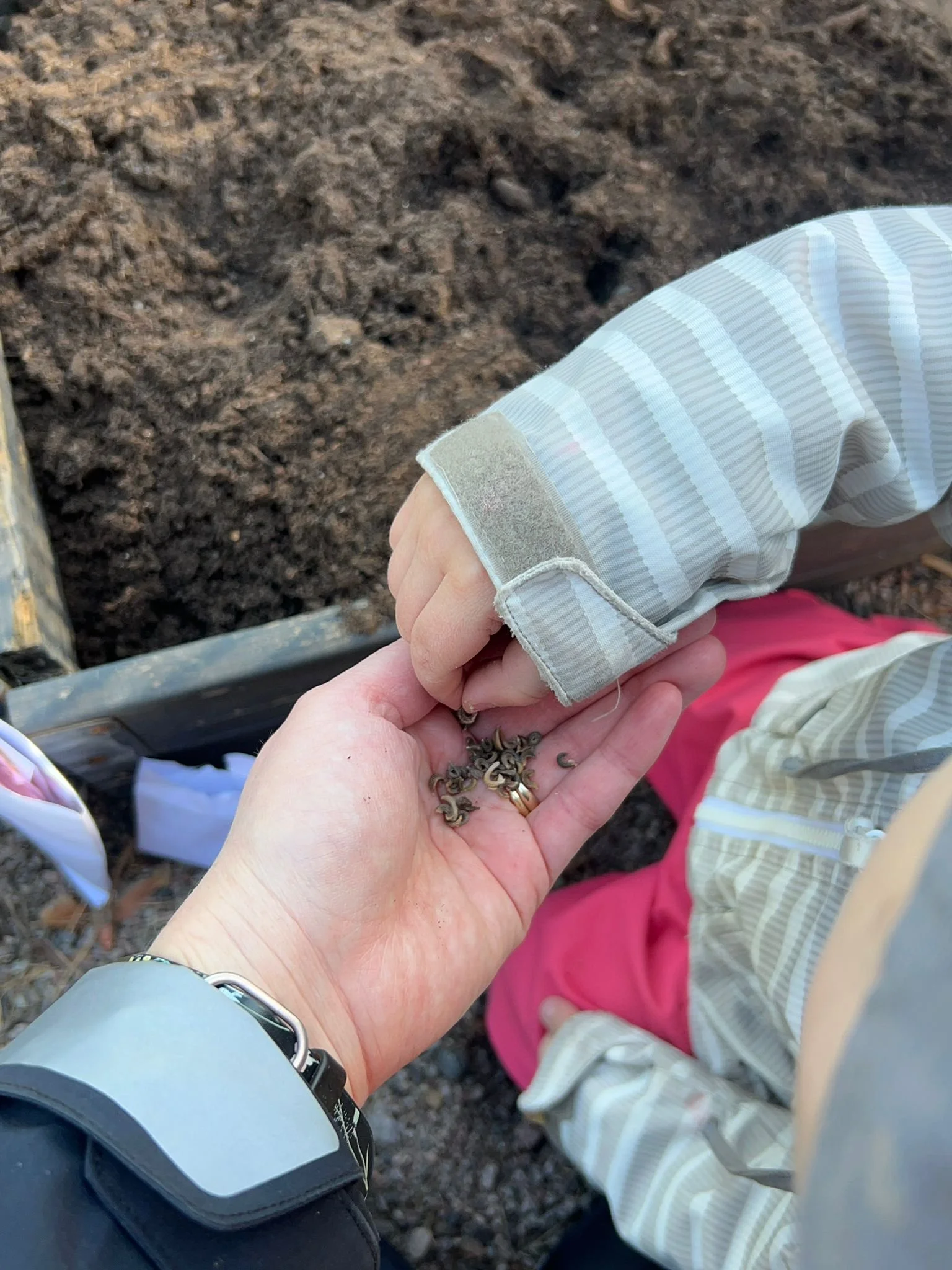 Garden blog taking seeds.jpg