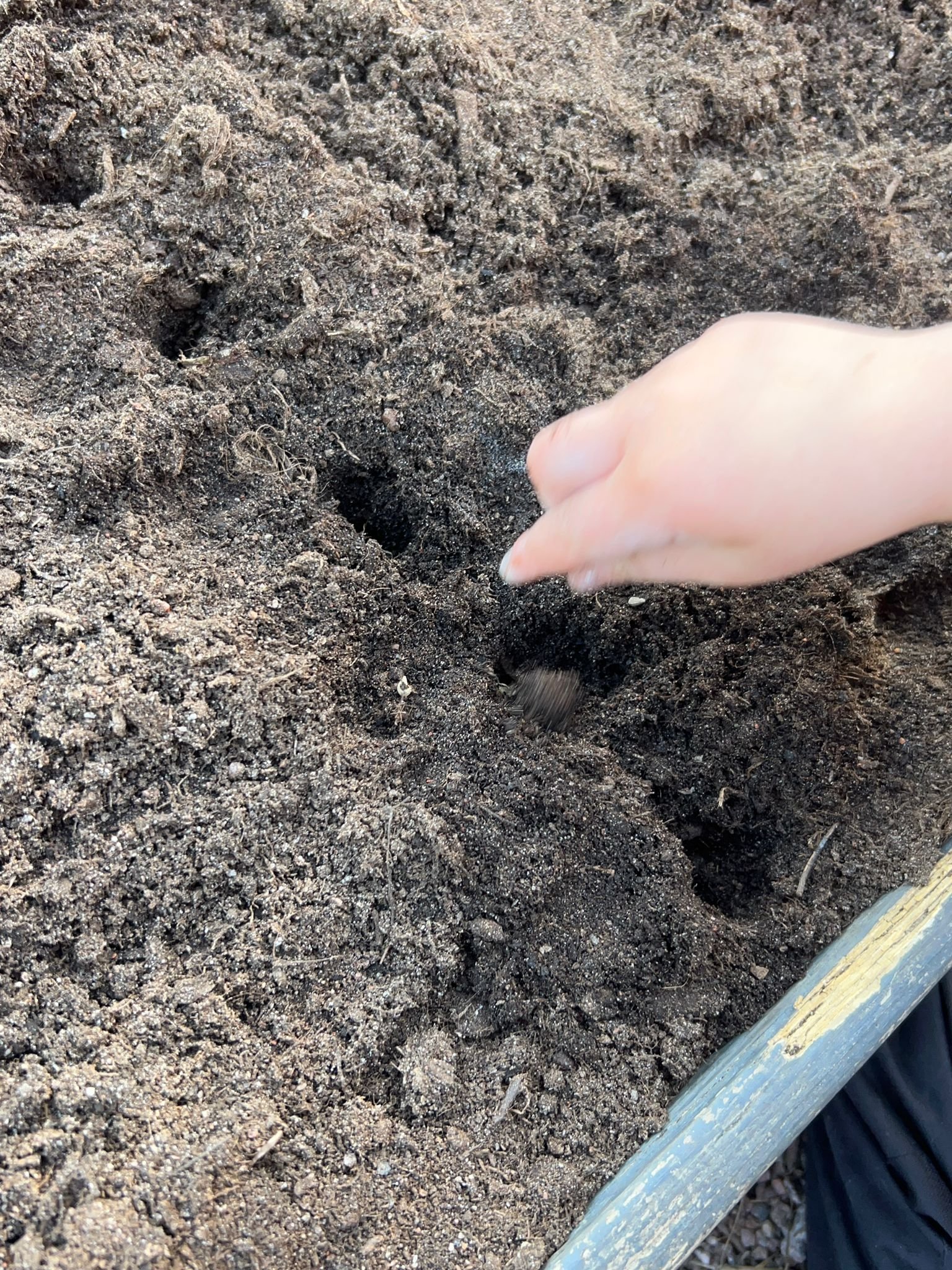 Garden blog seed planting.jpg