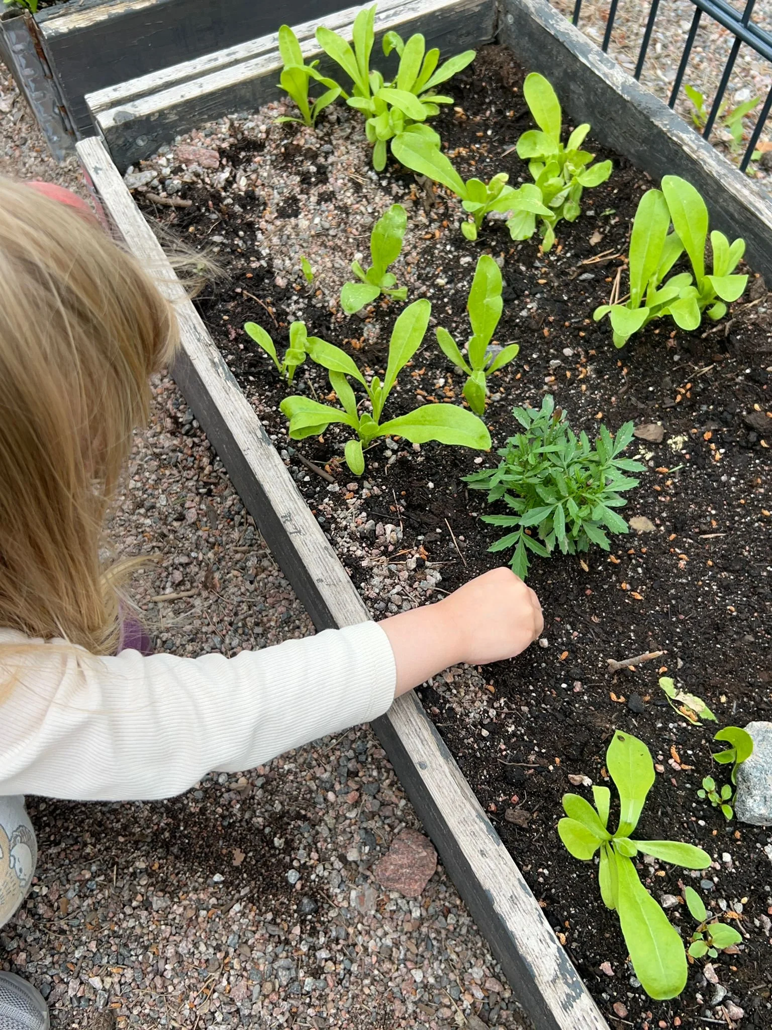 WhatsApp Ida touching plant 2 .jpg