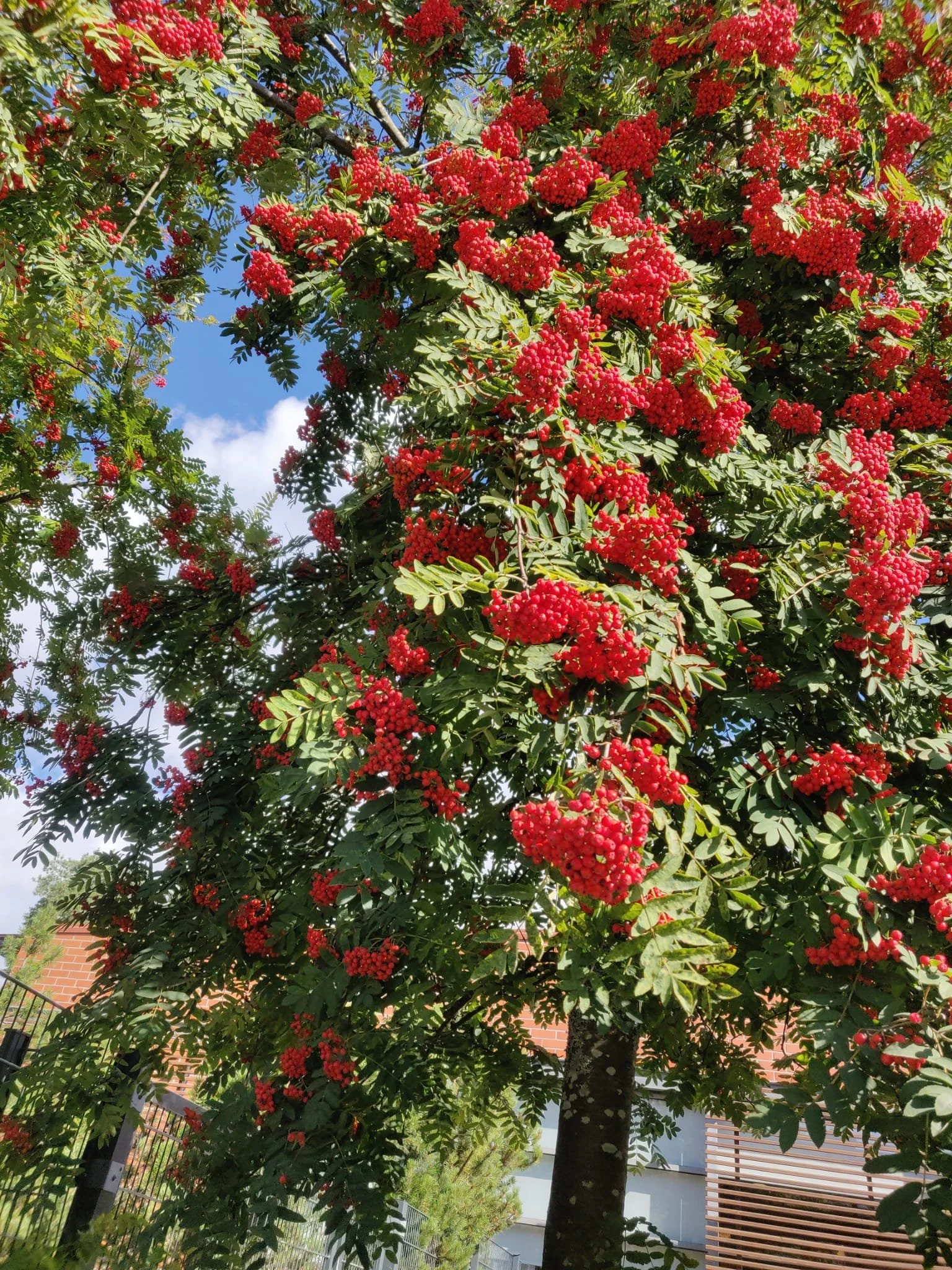 Anna blog pihlaja berries.jpeg