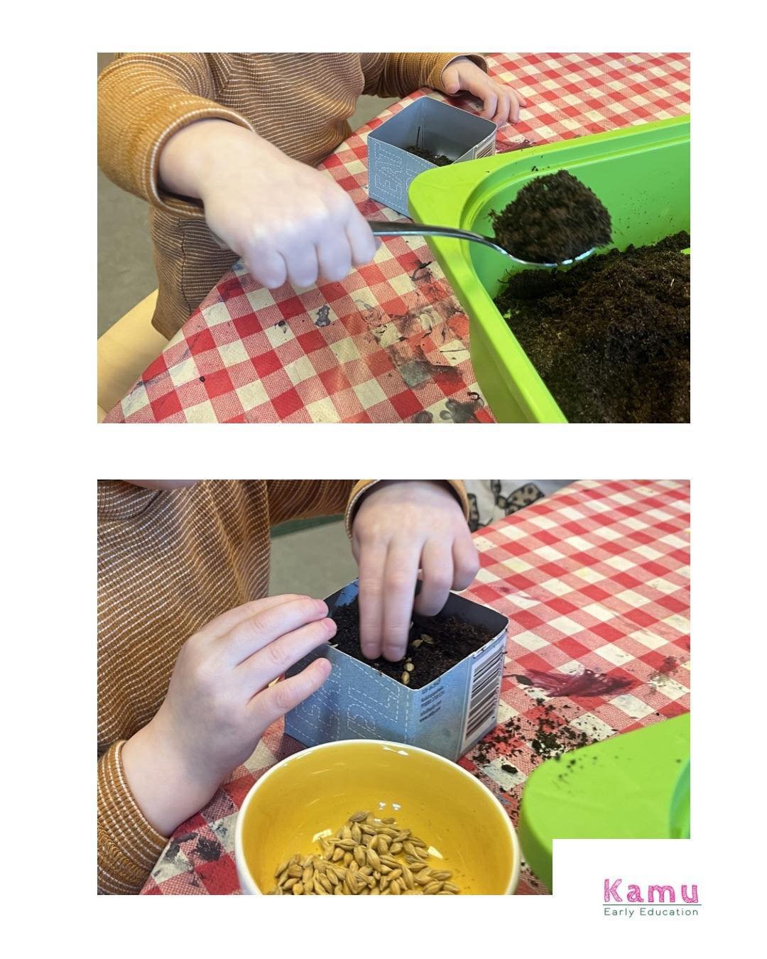 Leppikset p&auml;&auml;siv&auml;t viime viikolla istuttamaan ohraruohoa! Olemme seuranneet ohran kasvua tarkasti ja kastelleet multaa p&auml;ivitt&auml;in. Kasvava ruoho her&auml;tt&auml;&auml;kin lapsissa intoa ja ihmetyst&auml; 🍃

Last week, the L