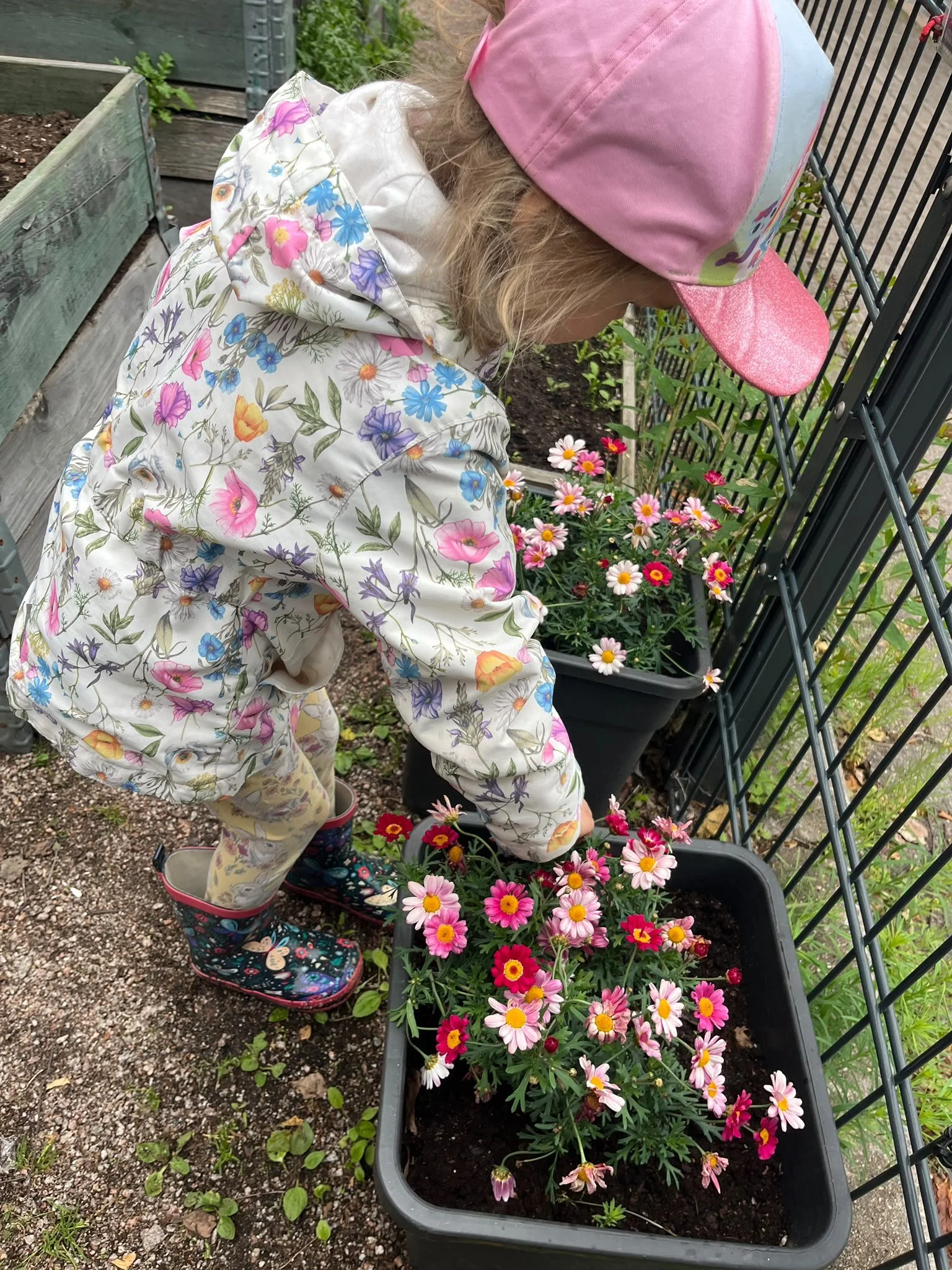 Geraldine blog- looking at flowers.jpeg