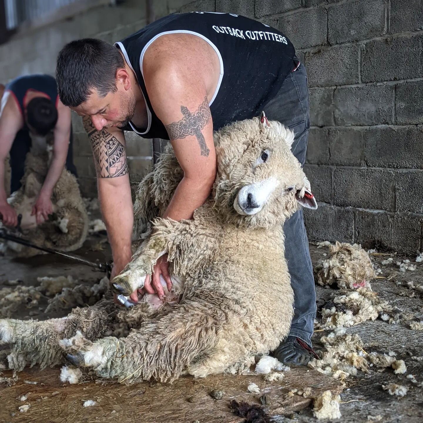 It has begun! *Sheep spam warning*

Today I went to select the white fleeces from my neighbor that will make up 60% of the fibre for our next batch of Cambrian Gilet fabric.

This beautiful Ryeland ewe has provided one of approximately 35 fleeces tha