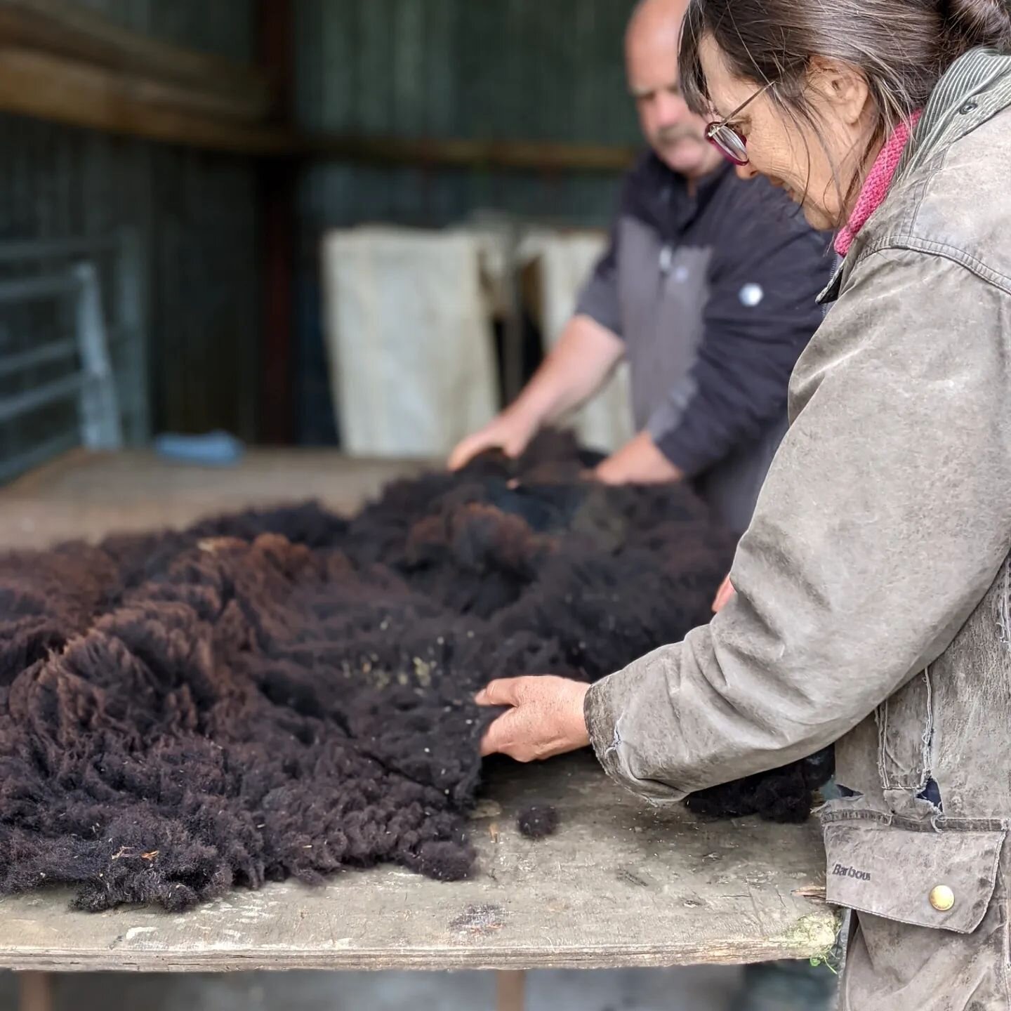 It's been a busy week - and the start of something very special! ...or at least this is where I join the process...

The fleeces come from our neighbours either side of Carpenter &amp; Cloth HQ. Both the Black Welsh Mountains and white Ryelands are f