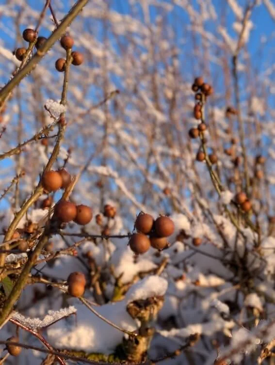 oak galls.jpg