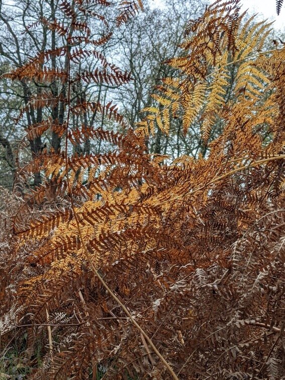orange bracken sm.jpg